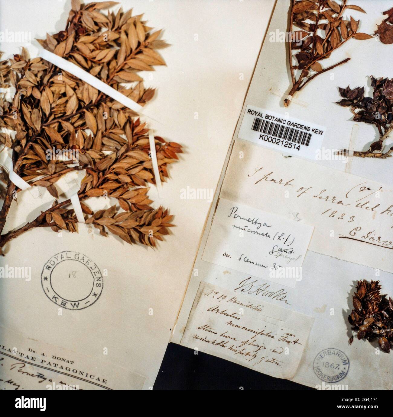 Herbariumblatt gepresste und getrocknete Exemplare aus Patagonien, die von Charles Darwin im Royal Botanic Gardens, Kew, London, England, gesammelt wurden Stockfoto