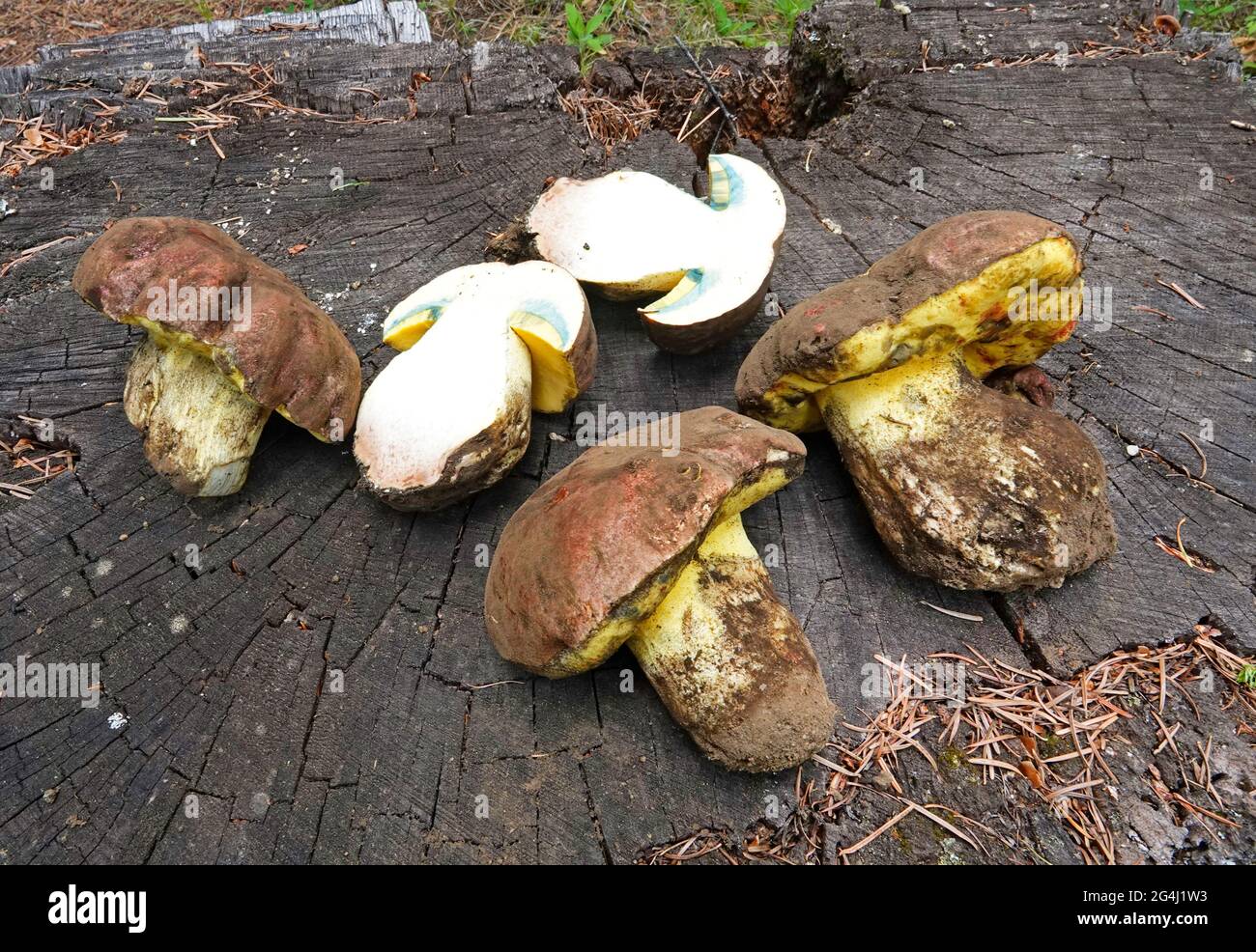 Detail eines Butyriboletus persolidus („Butter Bolete“) , Pilz, ein sehr essbarer Boletenpilz, der im pazifischen Nordwesten wächst. Stockfoto