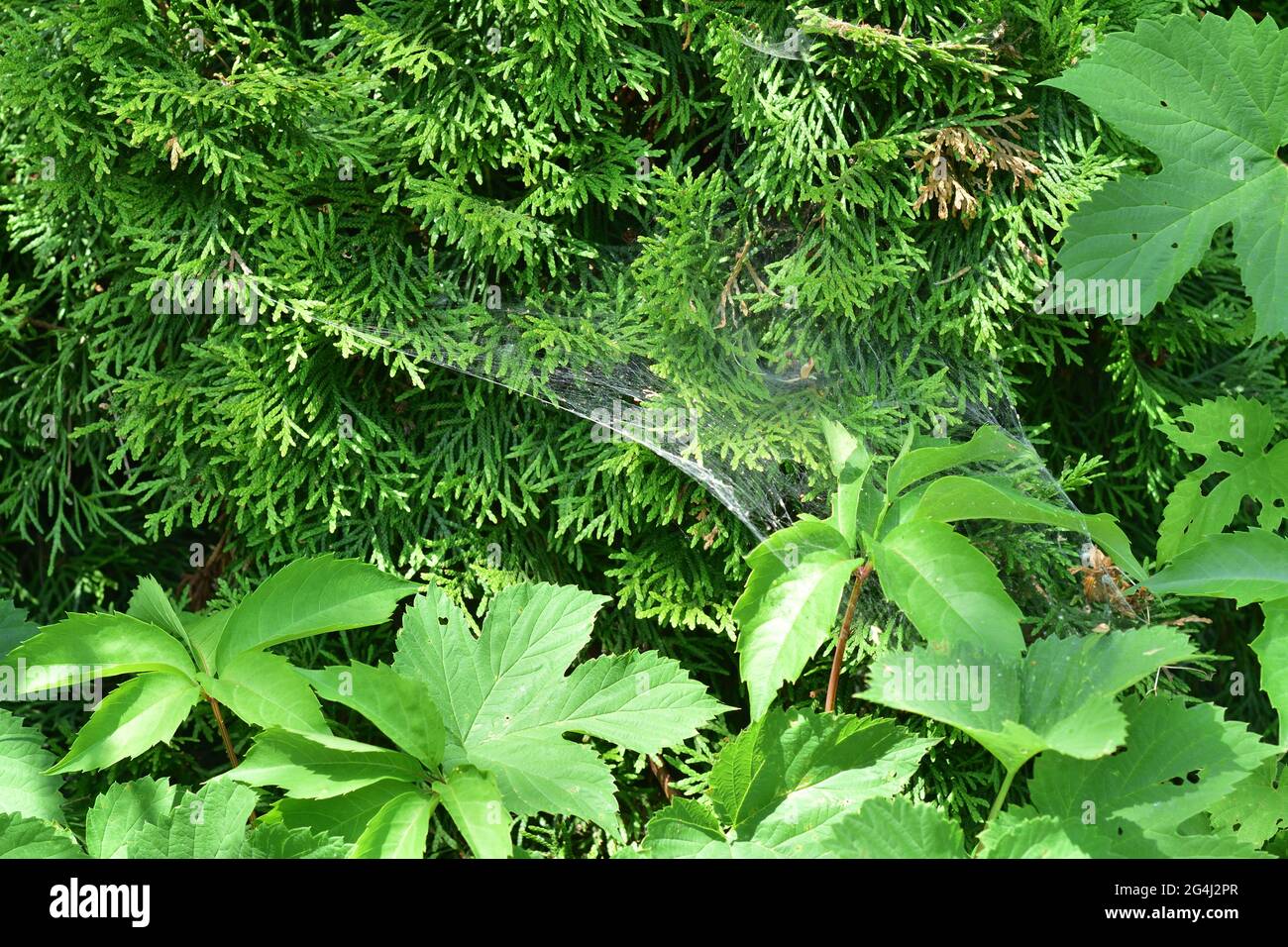 Spinnennetz zwischen den Nadeln der Thuja und den Blttern des Baumes.  Sommer Stockfotografie - Alamy