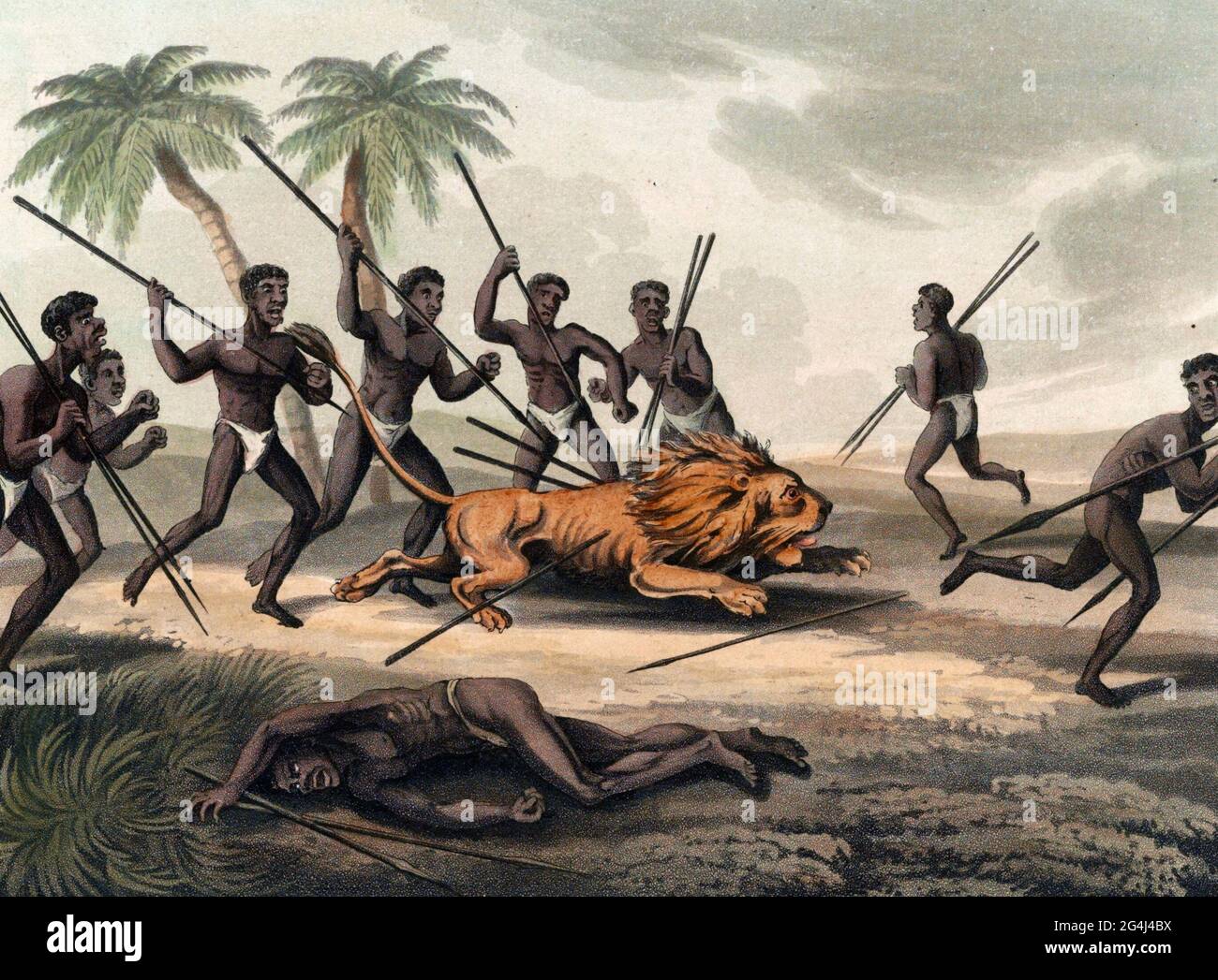 Caffres jagen einen Löwen - Print zeigt Afrikaner mit Speeren um einen Löwen; ein verletzte Mann liegt im Vordergrund, um 1813 Stockfoto