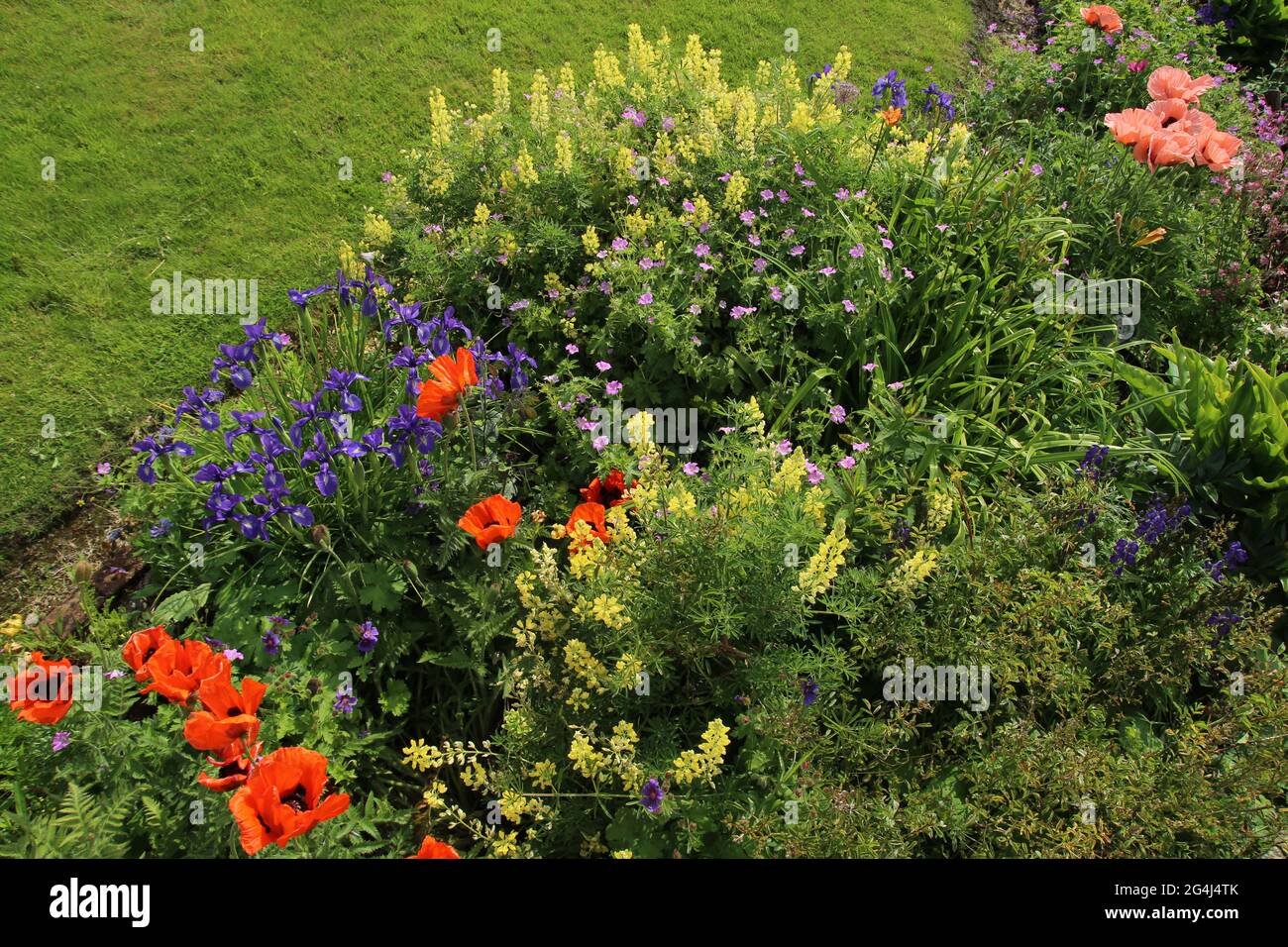 Im Sommer blühen Pflanzen im Garten, unter anderem mit gelben Lupinen und orangefarbenen Mohnblumen Stockfoto
