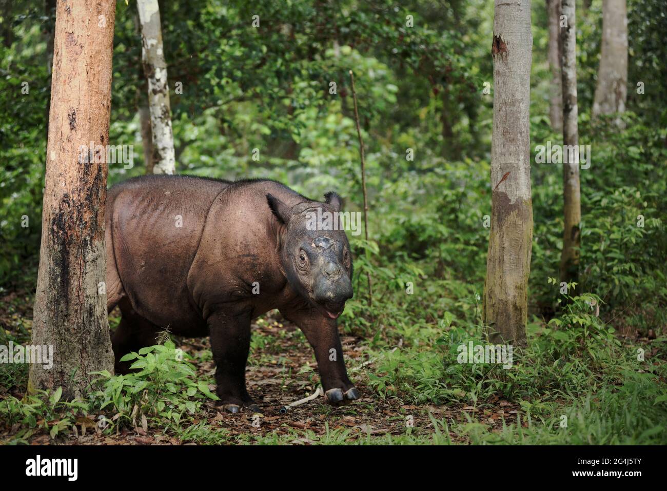 Andatu, ein junger Sumatra-Nashorn, wandert ein Boma im Sumatran Rhino Sanctuary im Way Kambas National Park, Indonesien. Stockfoto