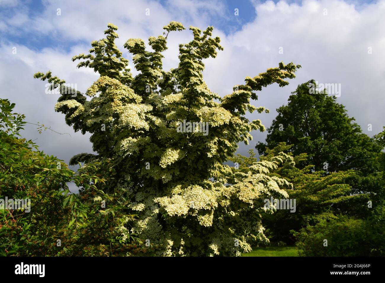 Cornus Kousa Tree (Chinese Dogwood) in Emmets Garden, in der Nähe von IDE Hill, Kent. Ein spektakulärer, im Juni blühender Baum mit cremefarbenen Blütenblättern Stockfoto