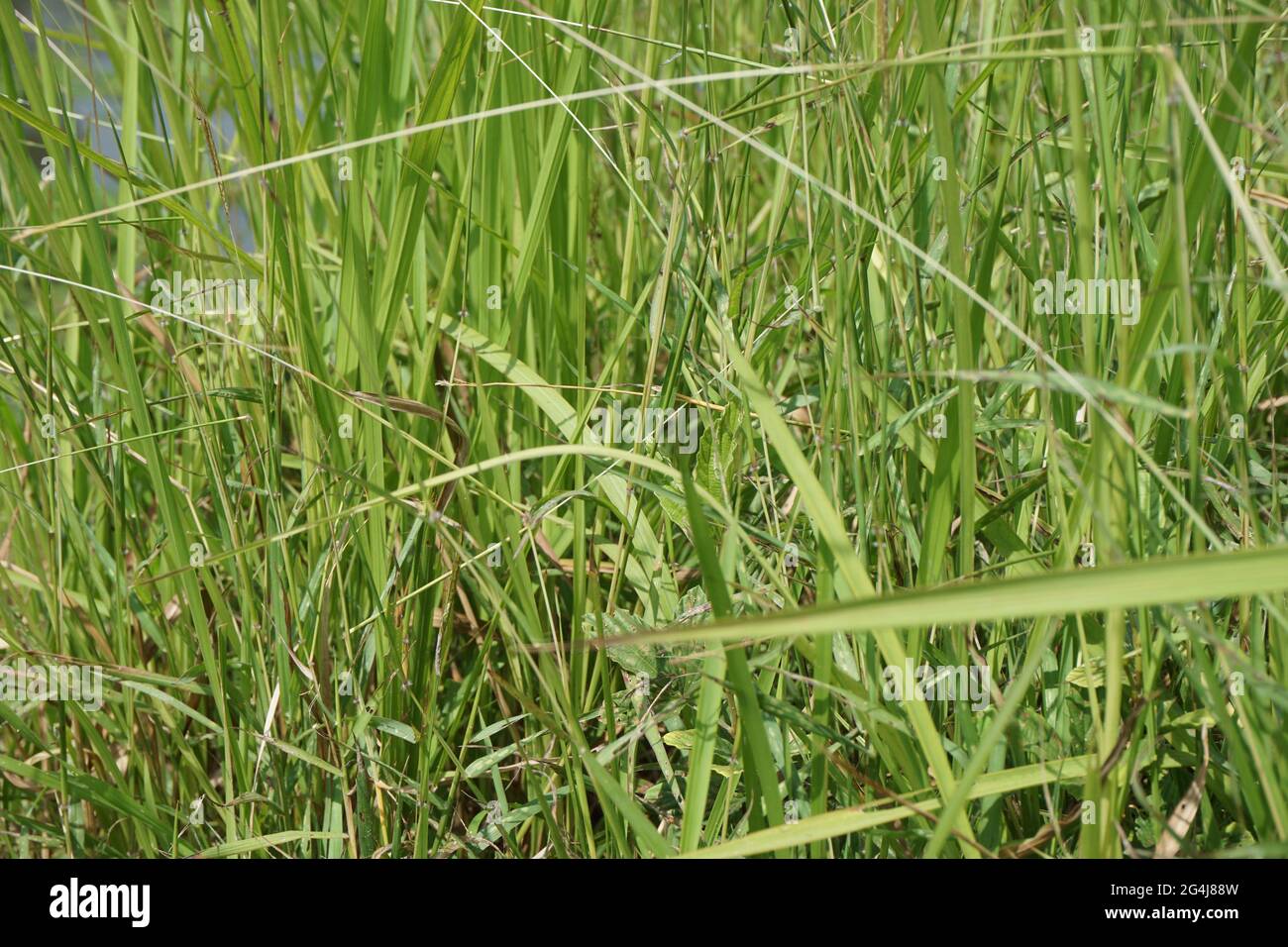 Cogon Gras mit einem natürlichen Hintergrund. Stockfoto