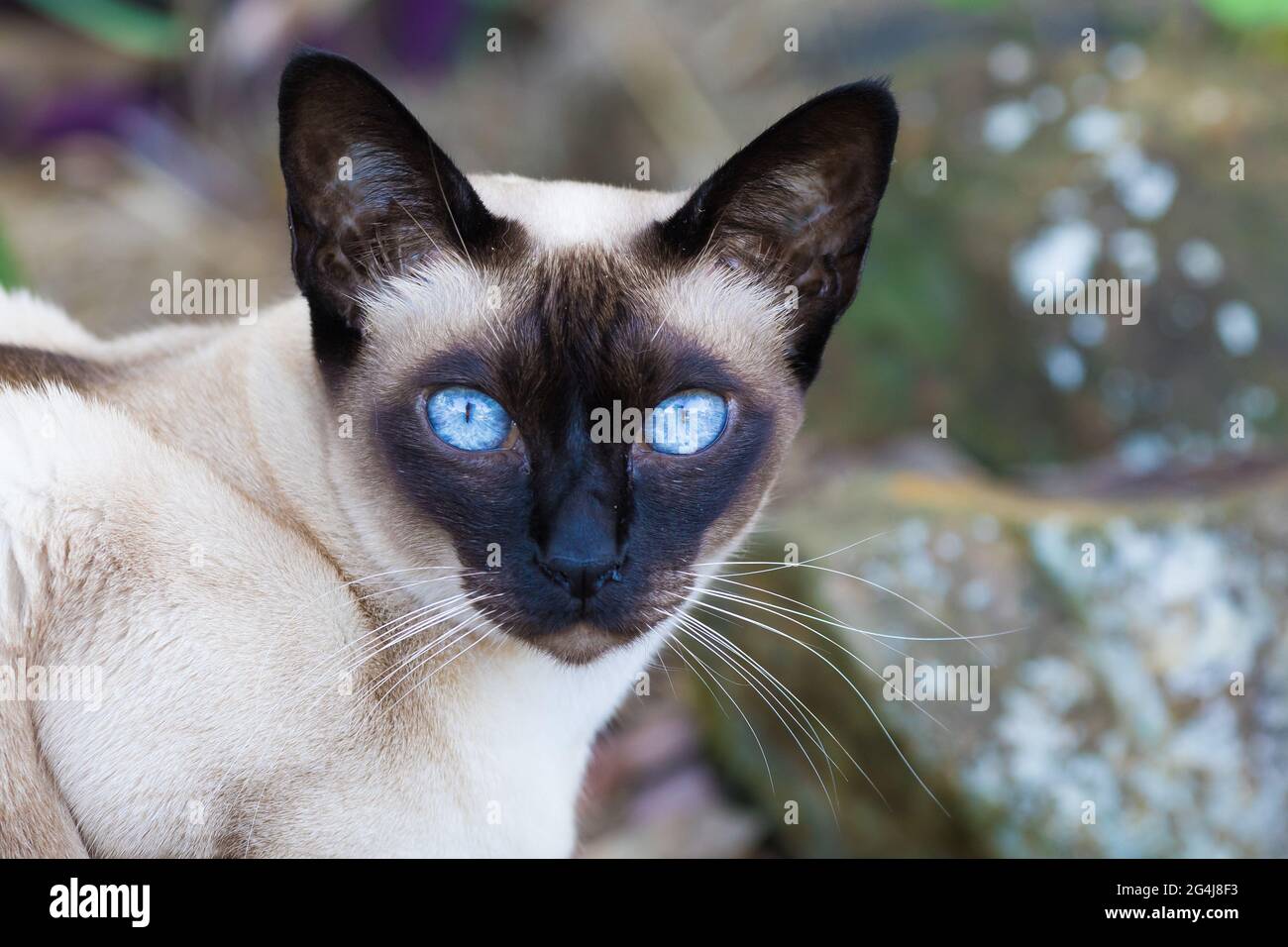Tonkinese Katzen mit schönen blauen und türkisfarbenen Augen Stockfoto