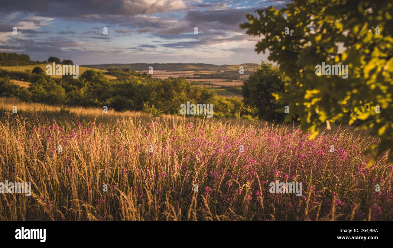 Dunstable Downs Sommer Stockfoto