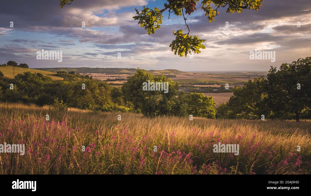 Dunstable Downs Sommer Stockfoto