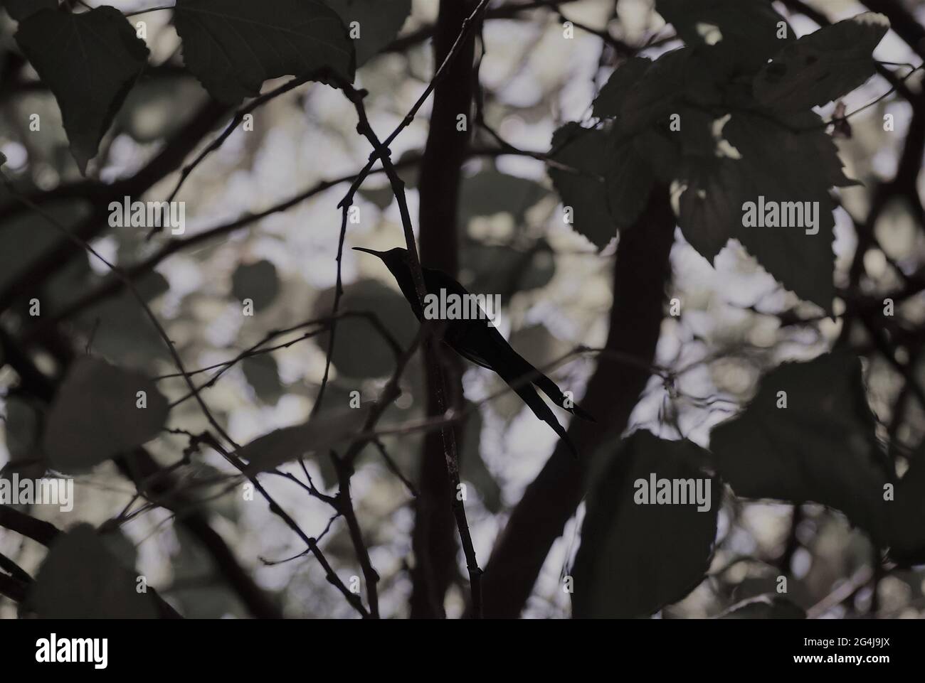 beija-flor em silhueta Stockfoto