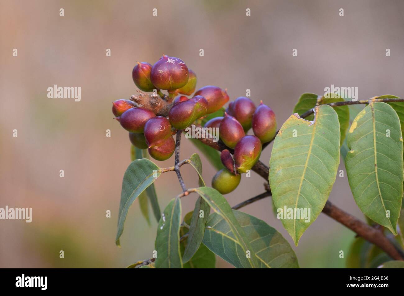 Fruto, Flor e folha no Cerrado Stockfoto