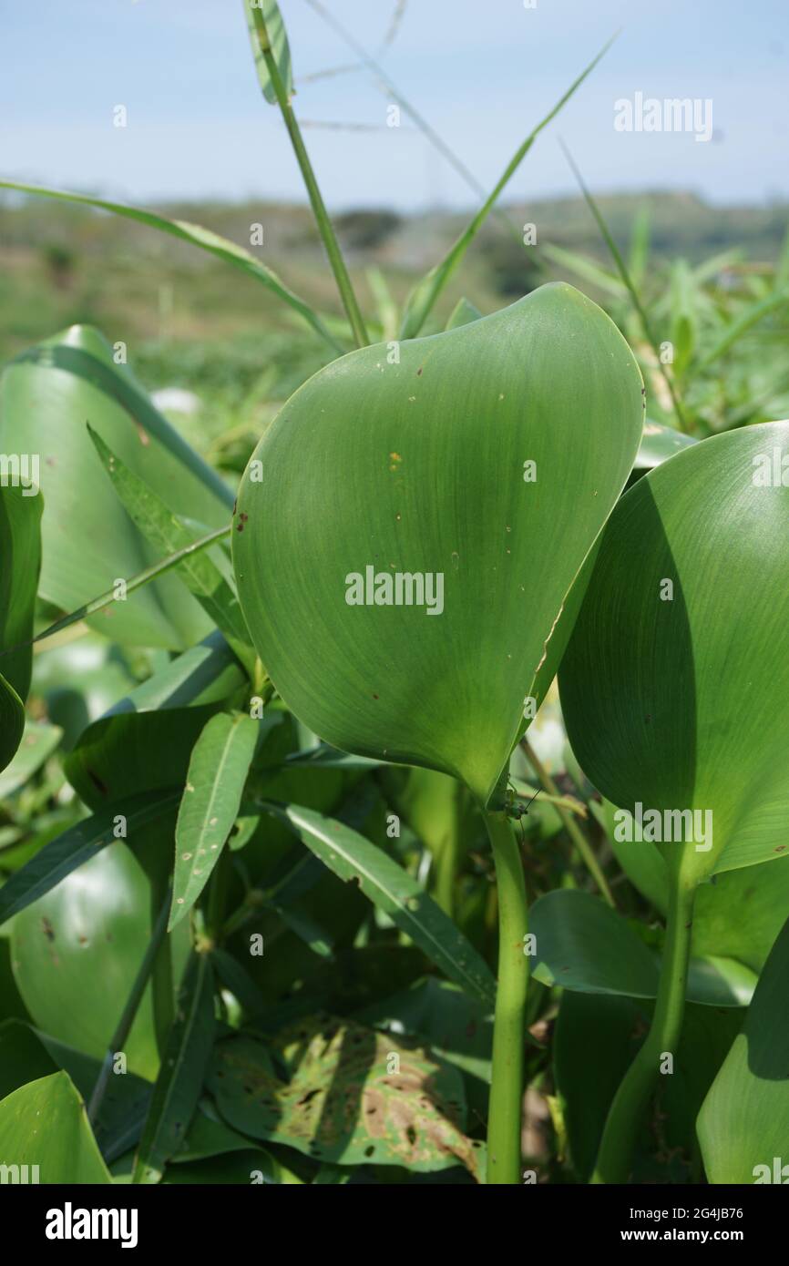 Eichhornia crassipes mit einem natürlichen Hintergrund. Indonesisch nennen es enceng gondok Stockfoto