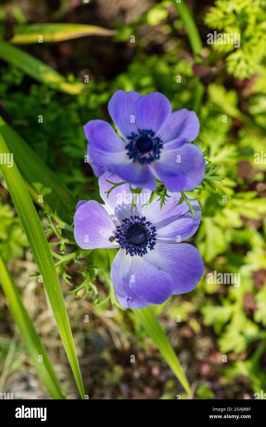 „De Caen“-Mohn, Buchettanemon (Anemone coronaria) Stockfoto