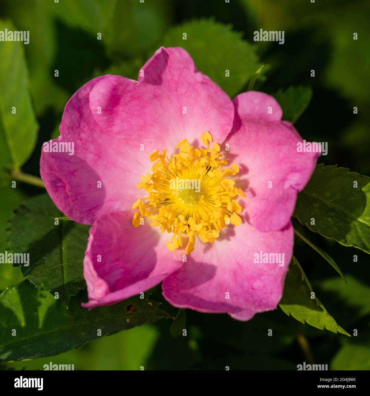 Süßer Briar, Äppelros (Rosa rubiginosa) Stockfoto