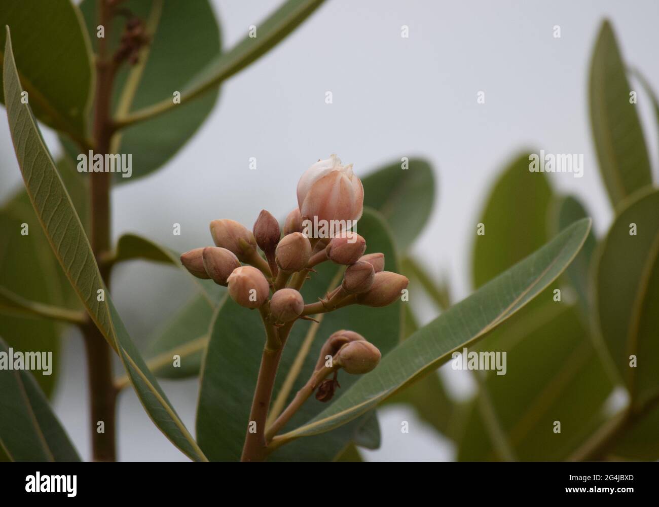 Fruto, Flor e folha no Cerrado Stockfoto