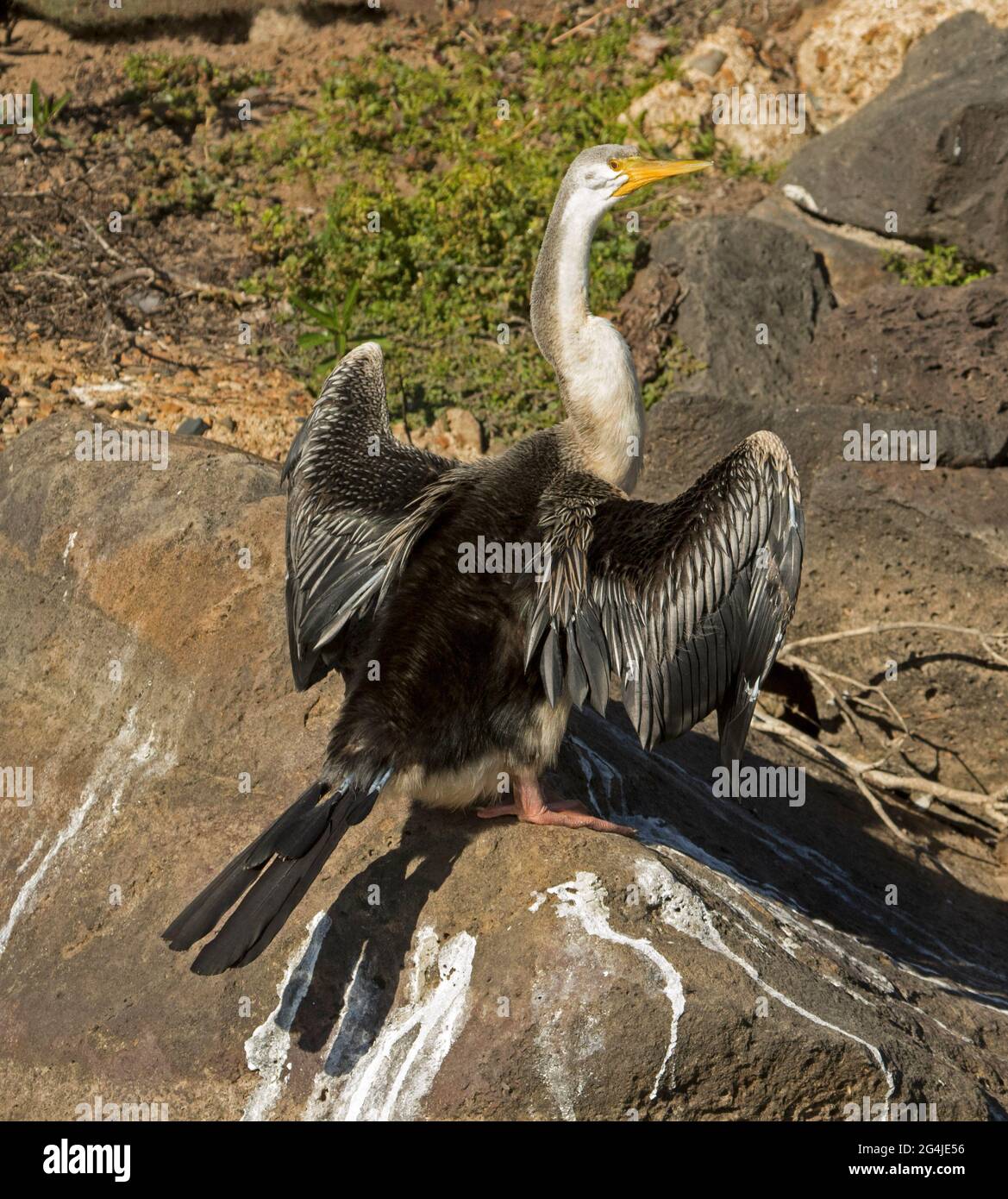 Der australische Schlangenhalsdarter Anhinga novaehollandiae trocknet seine Flügel aus Felsen in den Parklandschaften der Stadt Stockfoto