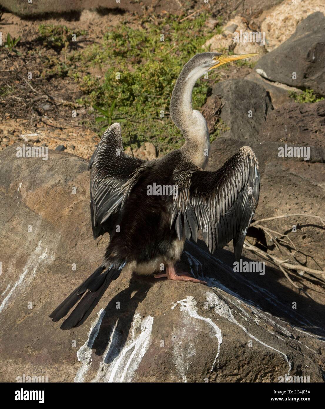 Der australische Schlangenhalsdarter Anhinga novaehollandiae trocknet seine Flügel aus Felsen in den Parklandschaften der Stadt Stockfoto