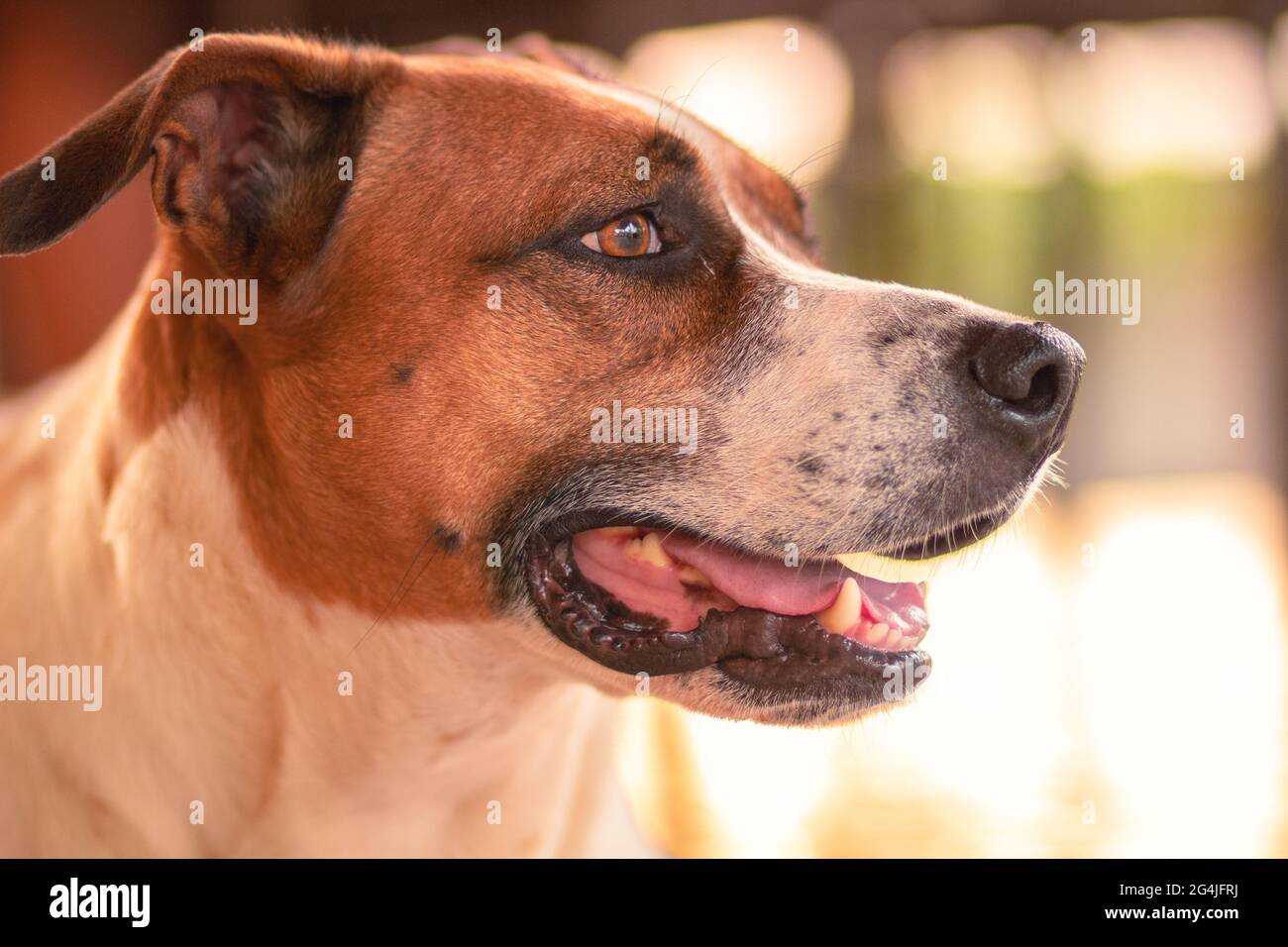 Schokoladenhund blickt am Horizont Stockfoto
