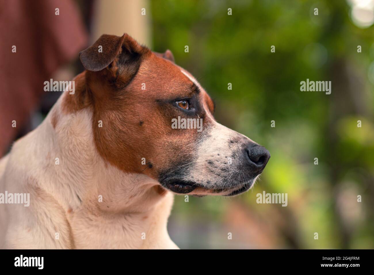 Schokoladenhund blickt am Horizont Stockfoto