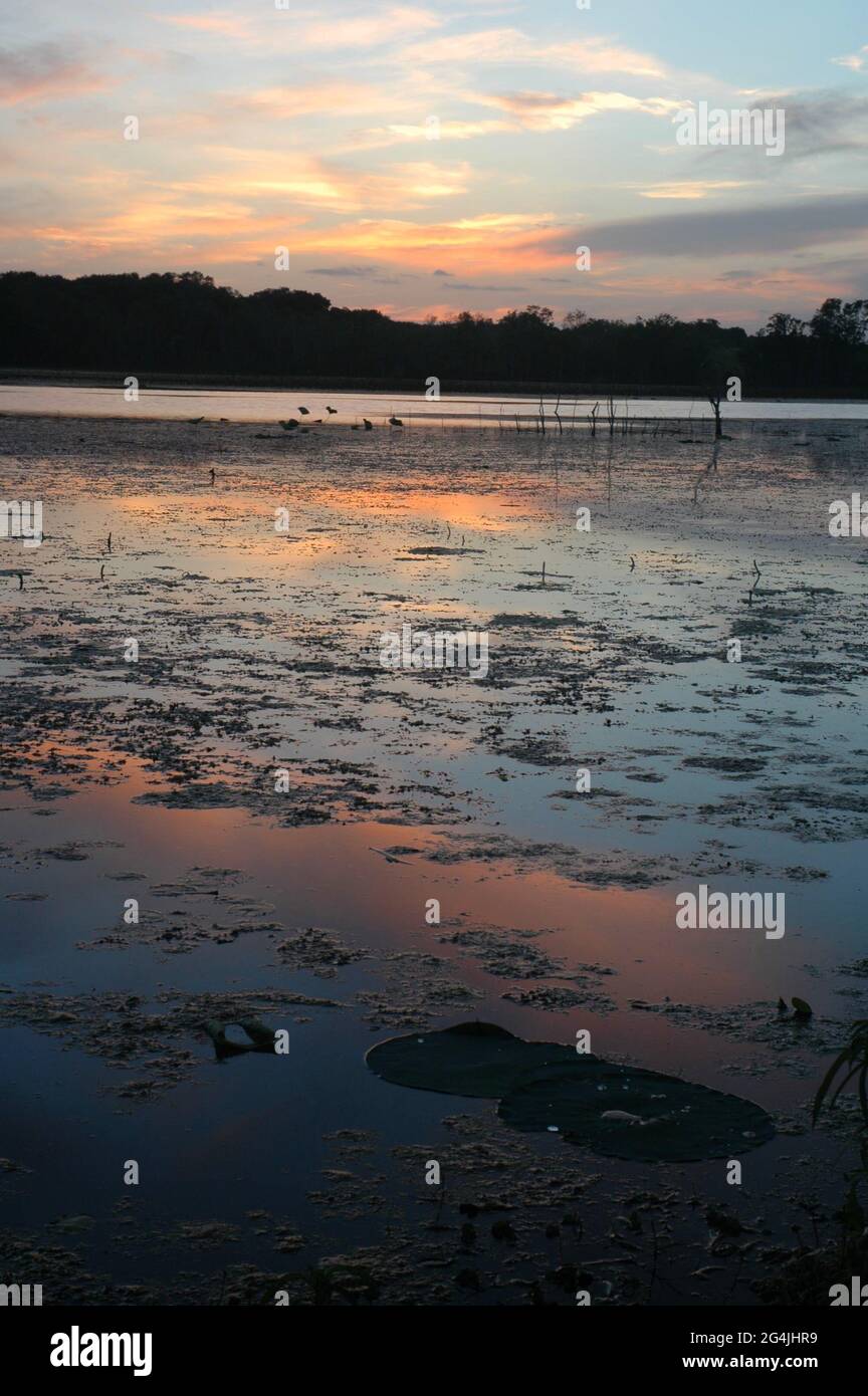 Sommeruntergang im Brazos Bend State Park mit Spiegelung des Himmels auf dem Wasser und Lilien mit Tröpfchen Stockfoto