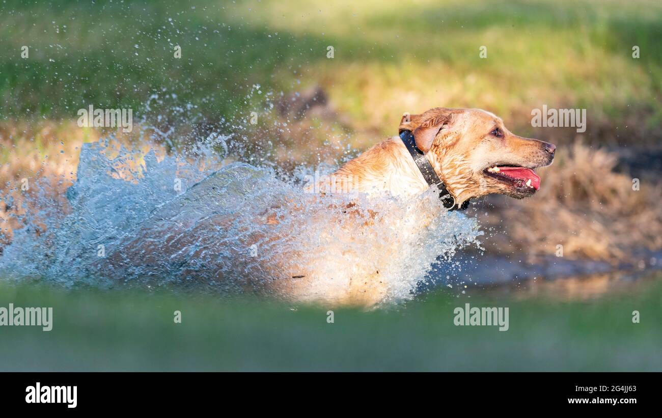 Ein Gelber Labrador Retriever Training für die kommende Jagdsaison. Stockfoto