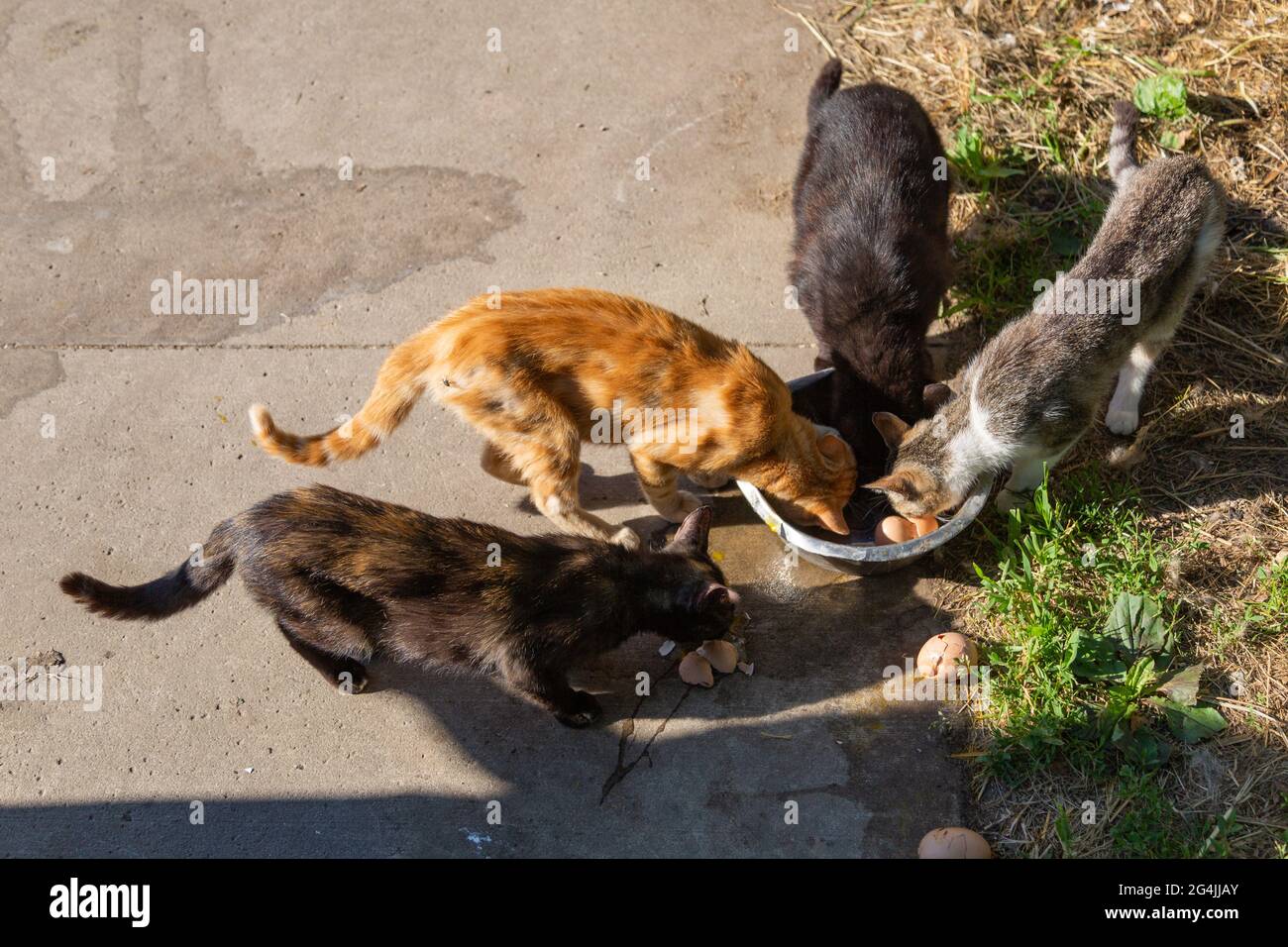 Vier hungrige Katzen verschlingen Hühnereier. Stockfoto