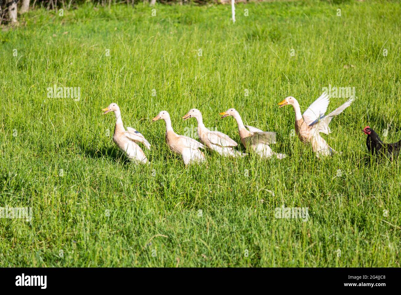 Ein schwarzes Huhn folgt fünf weißen Indian Runner-Enten durch das hohe Gras ihrer organischen DeKalb County Farm in der Nähe von Spencerville, Indiana, USA. Stockfoto