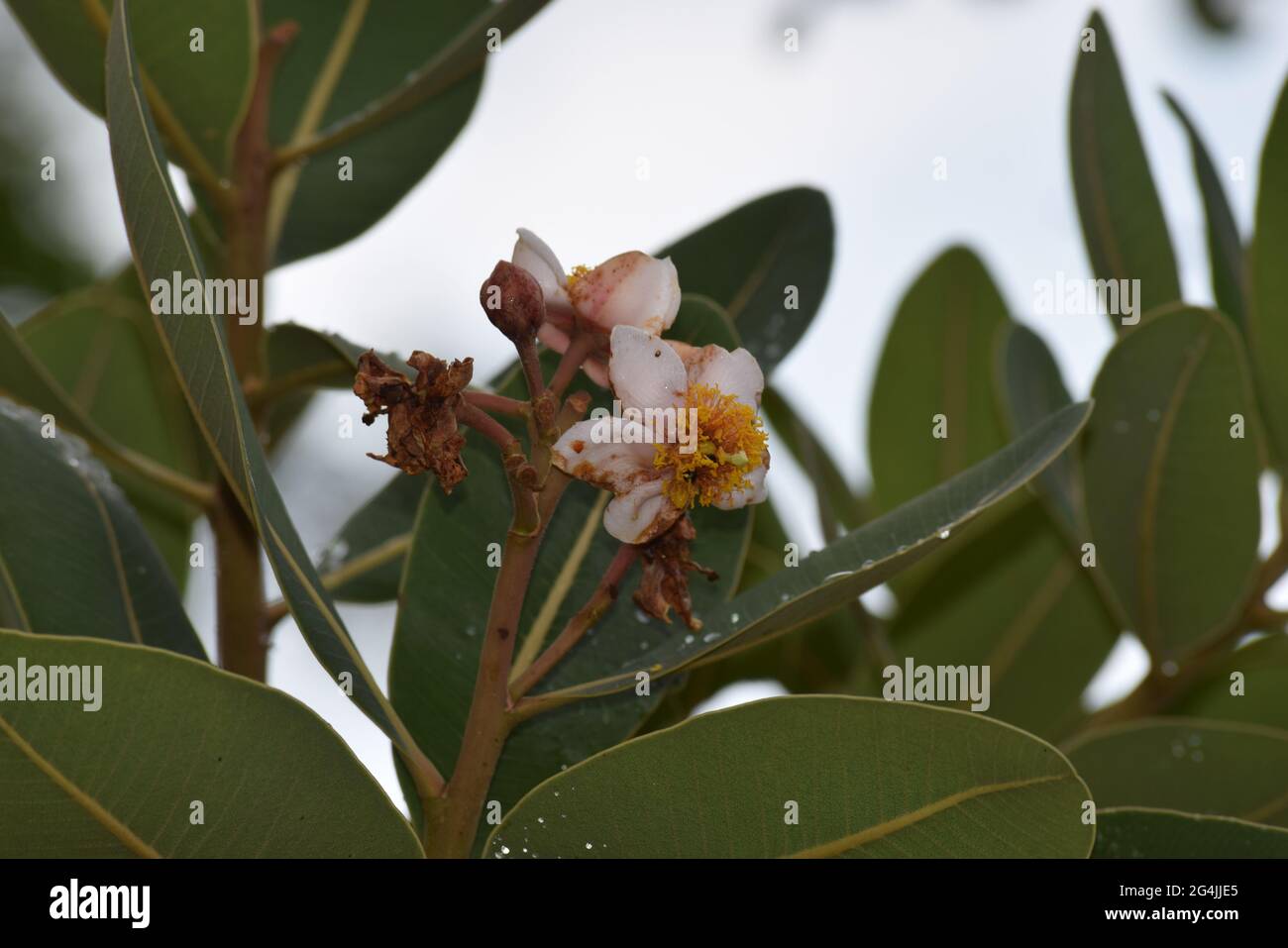 Flor Stockfoto