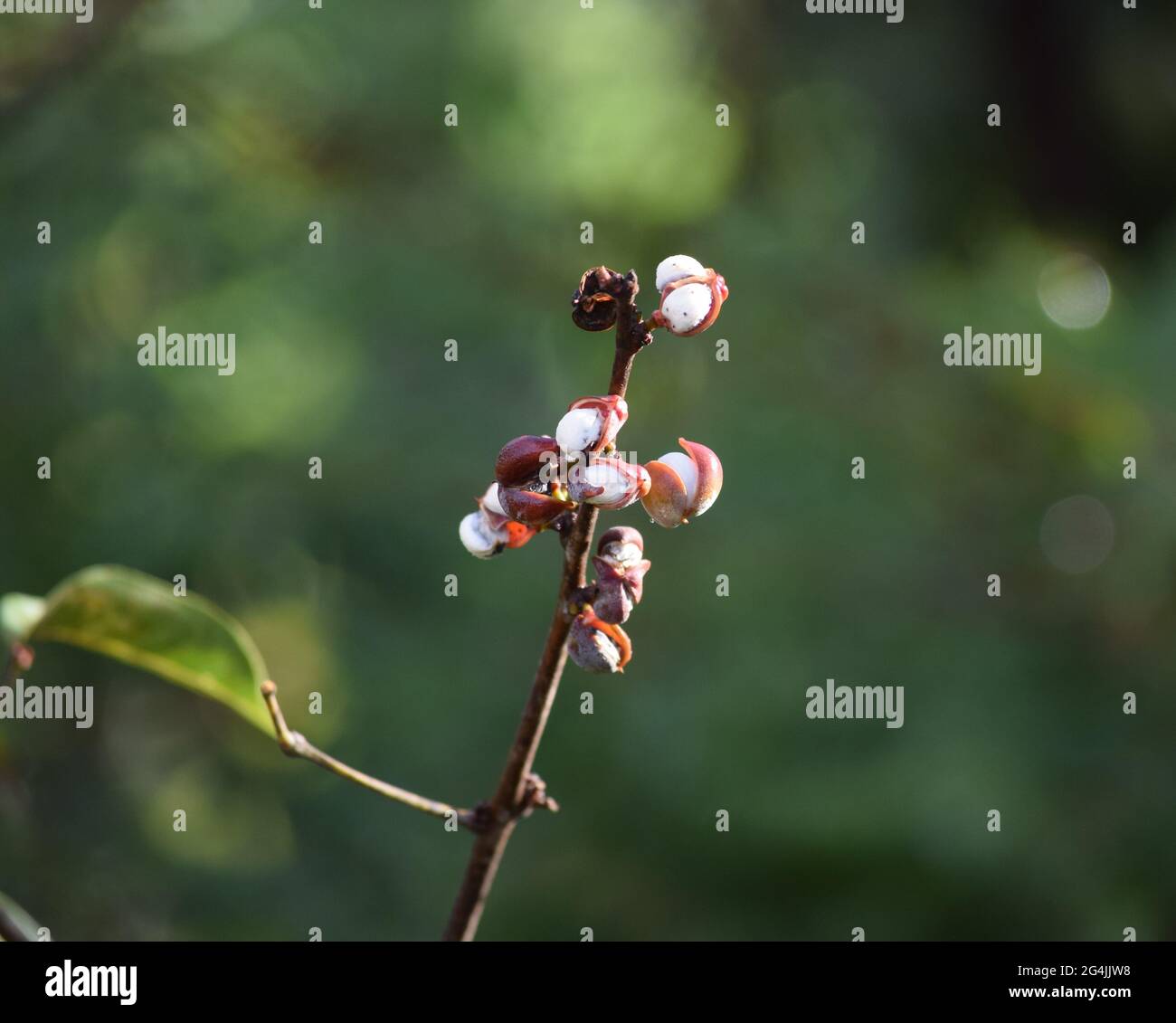 Cerrado Brasil: flor, fruto e folha Stockfoto