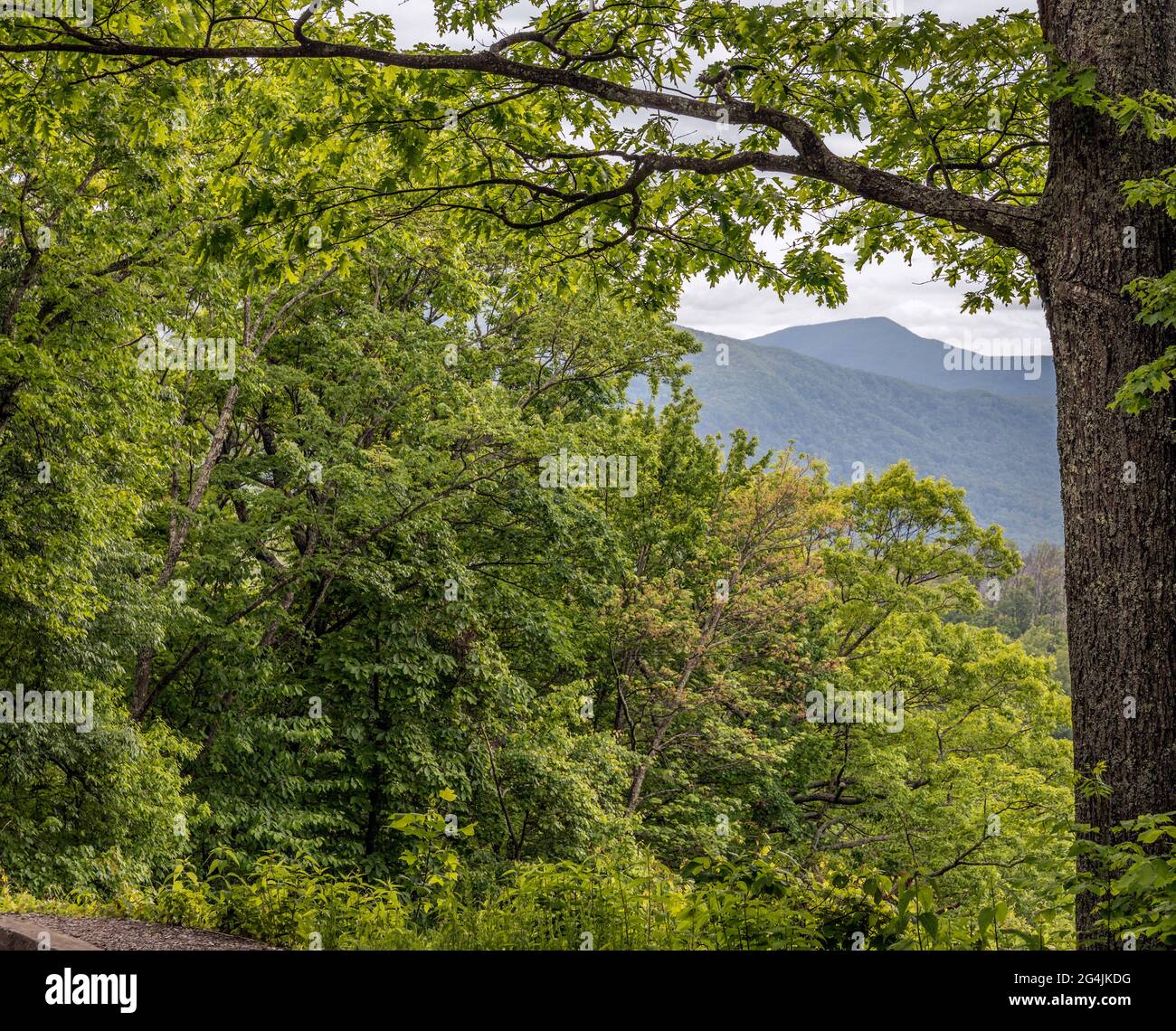 Ein Baum am malerischen Blick umrahmt die Great Smoky Mountains Stockfoto