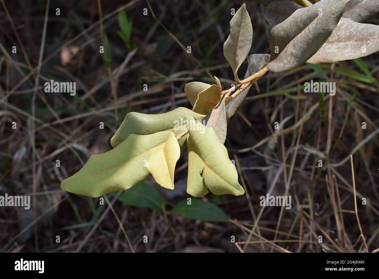 Cerrado Brasil: flor, fruto e folha Stockfoto