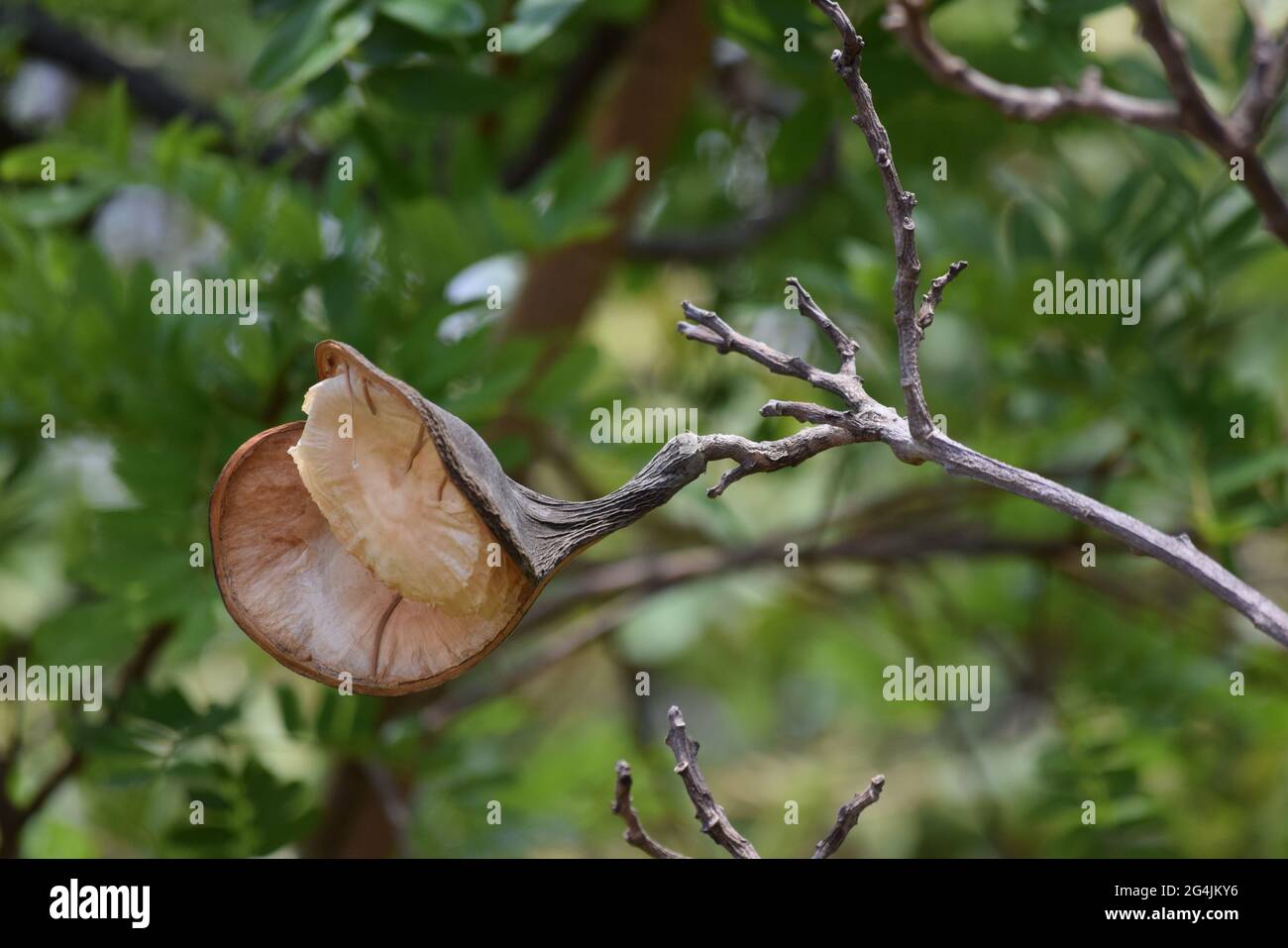 Cerrado Brasil: flor, fruto e folha Stockfoto