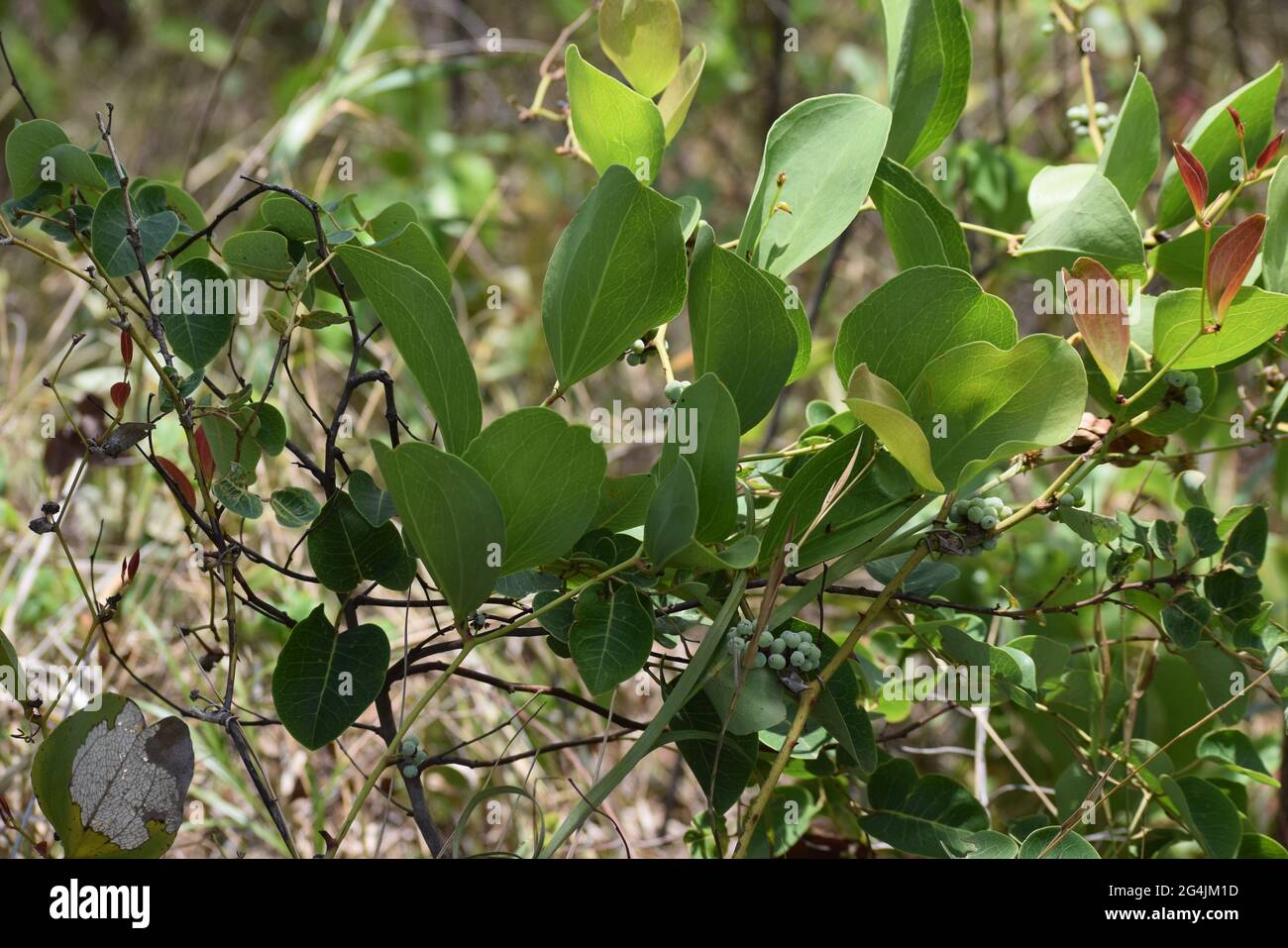 Cerrado Brasil: flor, fruto e folha Stockfoto