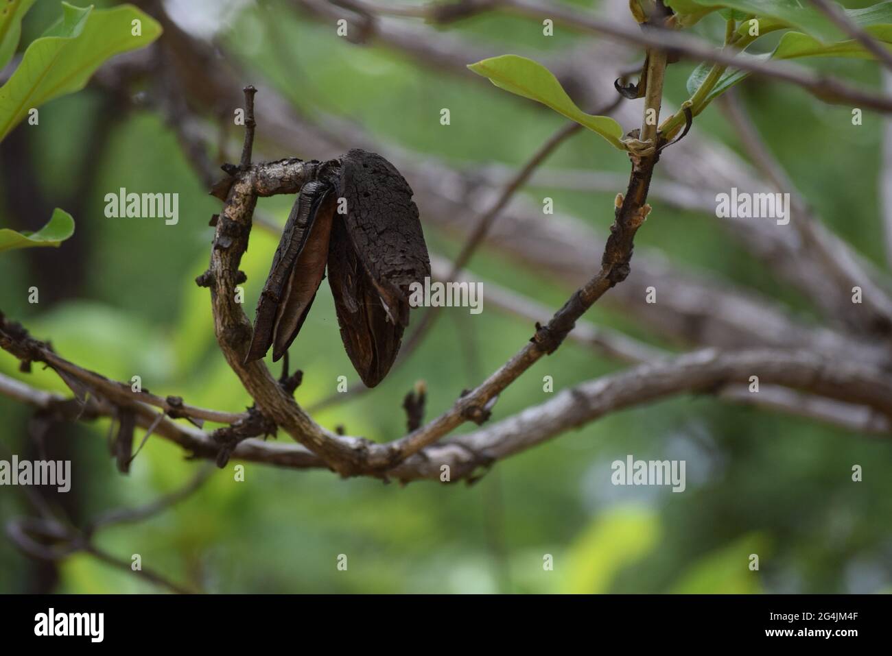 Cerrado Brasil: flor, fruto e folha Stockfoto