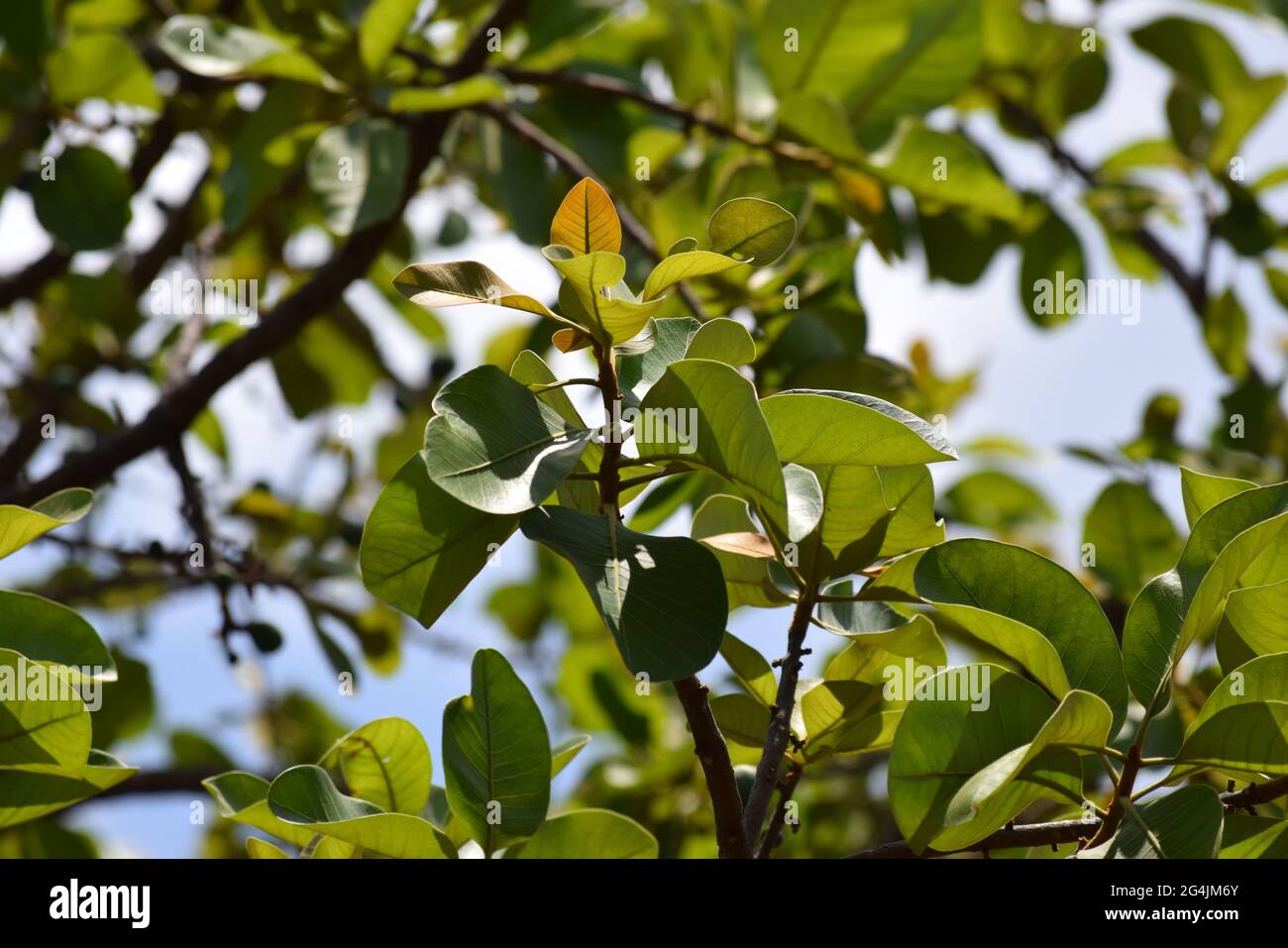Cerrado Brasil: flor, fruto e folha Stockfoto