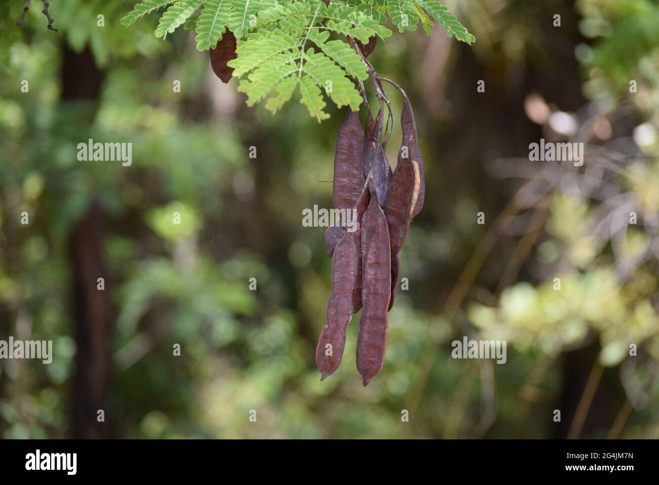 Cerrado Brasil: flor, fruto e folha Stockfoto