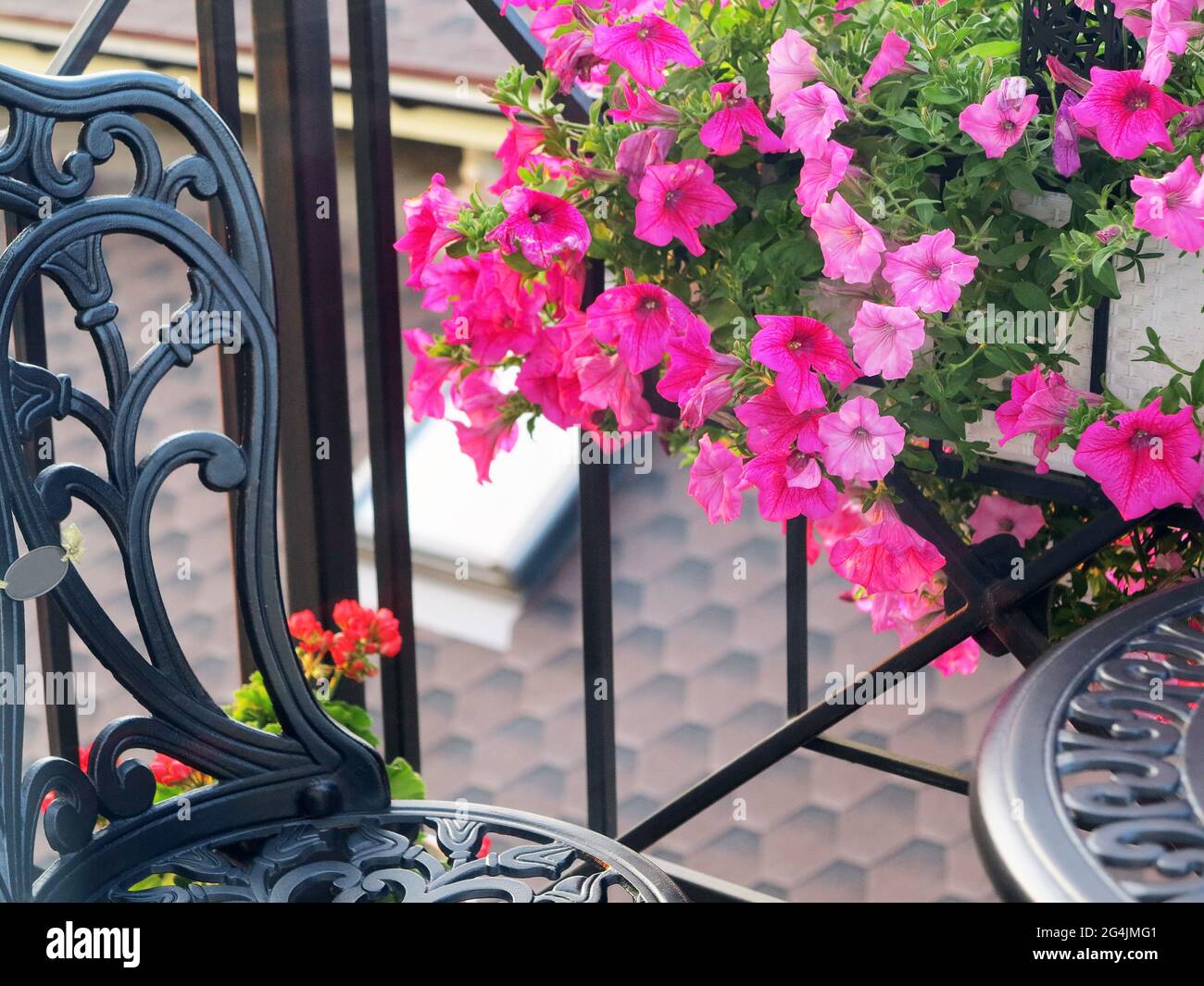 Schöne rosa Petunia Blüten. An sonnigen Sommertagen wurden auf dem Balkon Metallmöbel geschmiedet. Blumen auf dem Balkon Stockfoto