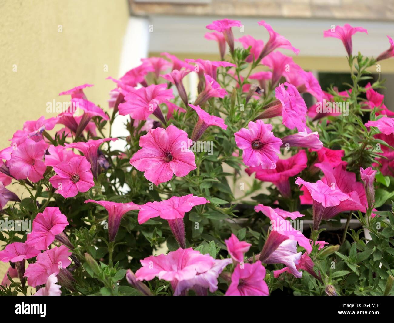 Blühende wunderschöne rosa Petunia Blumen und weiße Gießkanne steht auf dem Tisch. An sonnigen Sommertagen wurden auf dem Balkon Metallmöbel geschmiedet. Blumen auf Balk Stockfoto