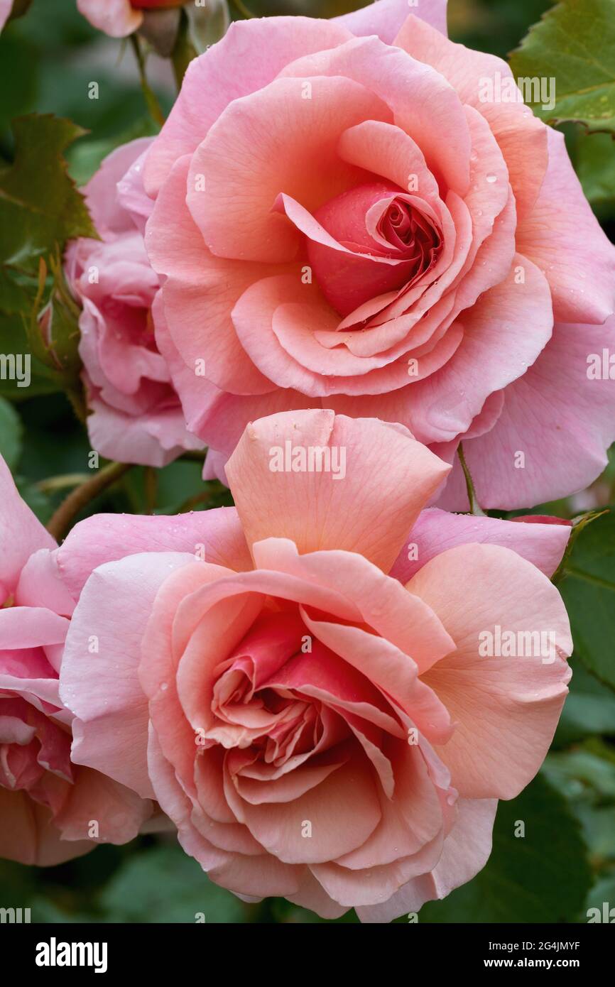 Große, duftende, üppige, korallenrosa Rosen mit einer Knospe gegen einen dunkelblättrigen Rosenstrauch im Frühjahr. Rosa Rosenblüten auf dem Rosenbusch im Garten i Stockfoto