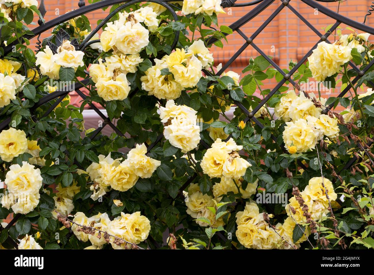 Sommer, duftende, üppige, gelbe Rosen mit einer Knospe vor dem Hintergrund eines dunklen, grünen Rosenbusches. Gelbe Rosenblüten auf einem metallgeschmiedeten Zaun im g Stockfoto