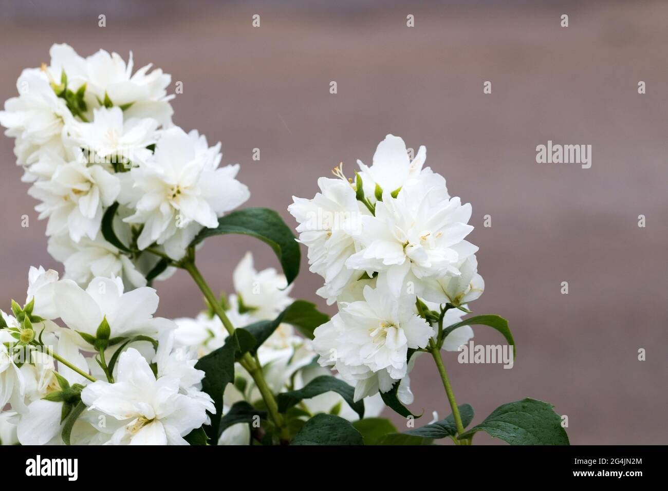 Schöne weiße Jasminblüte, selektiver Fokus. Hintergrund mit blühendem jasmin-Busch. Inspirierende natürliche Blumen Frühling blühenden Garten oder Park. Stockfoto