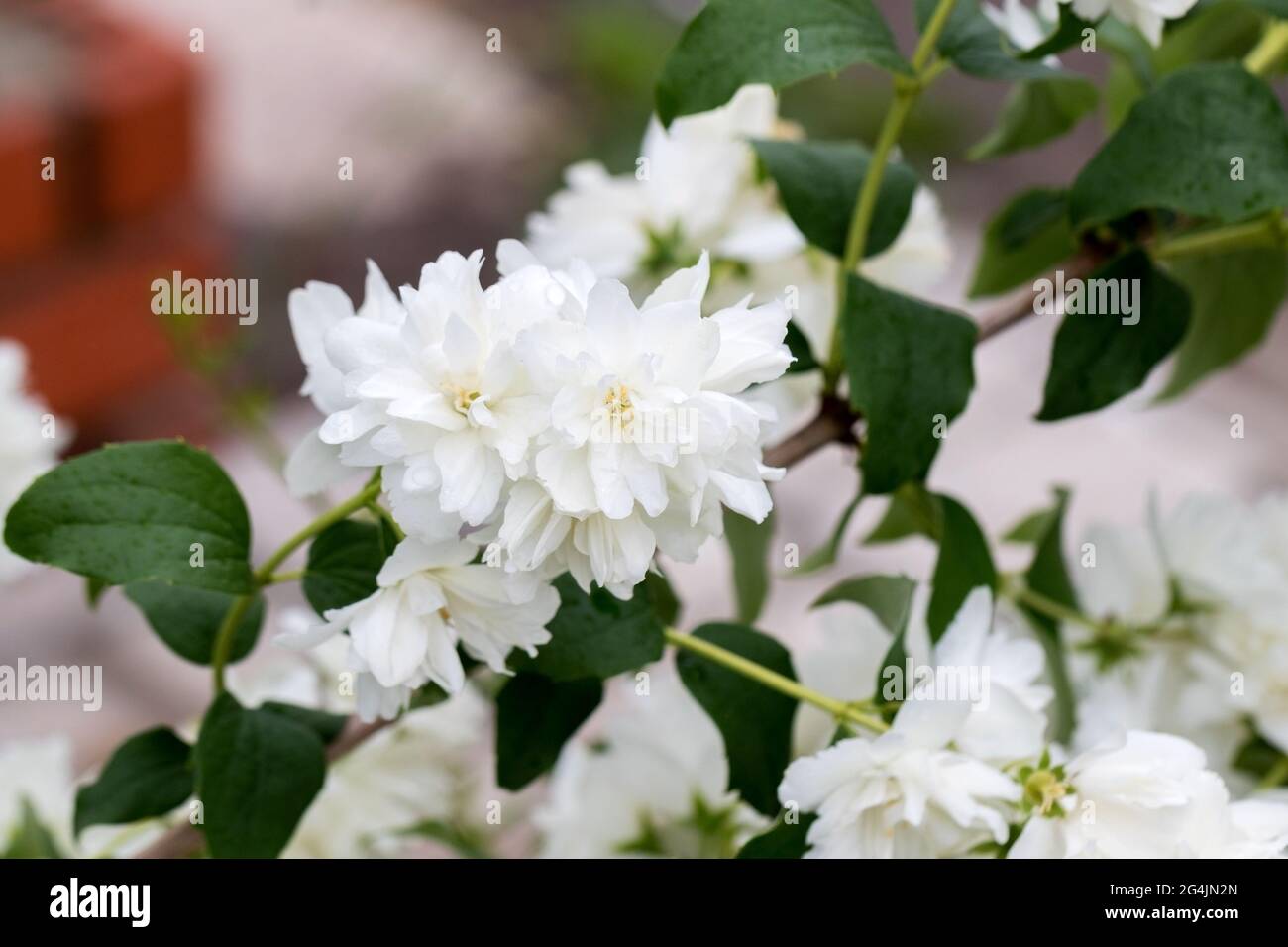 Schöne weiße Jasminblüte, selektiver Fokus. Hintergrund mit blühendem jasmin-Busch. Inspirierende natürliche Blumen Frühling blühenden Garten oder Park. Stockfoto