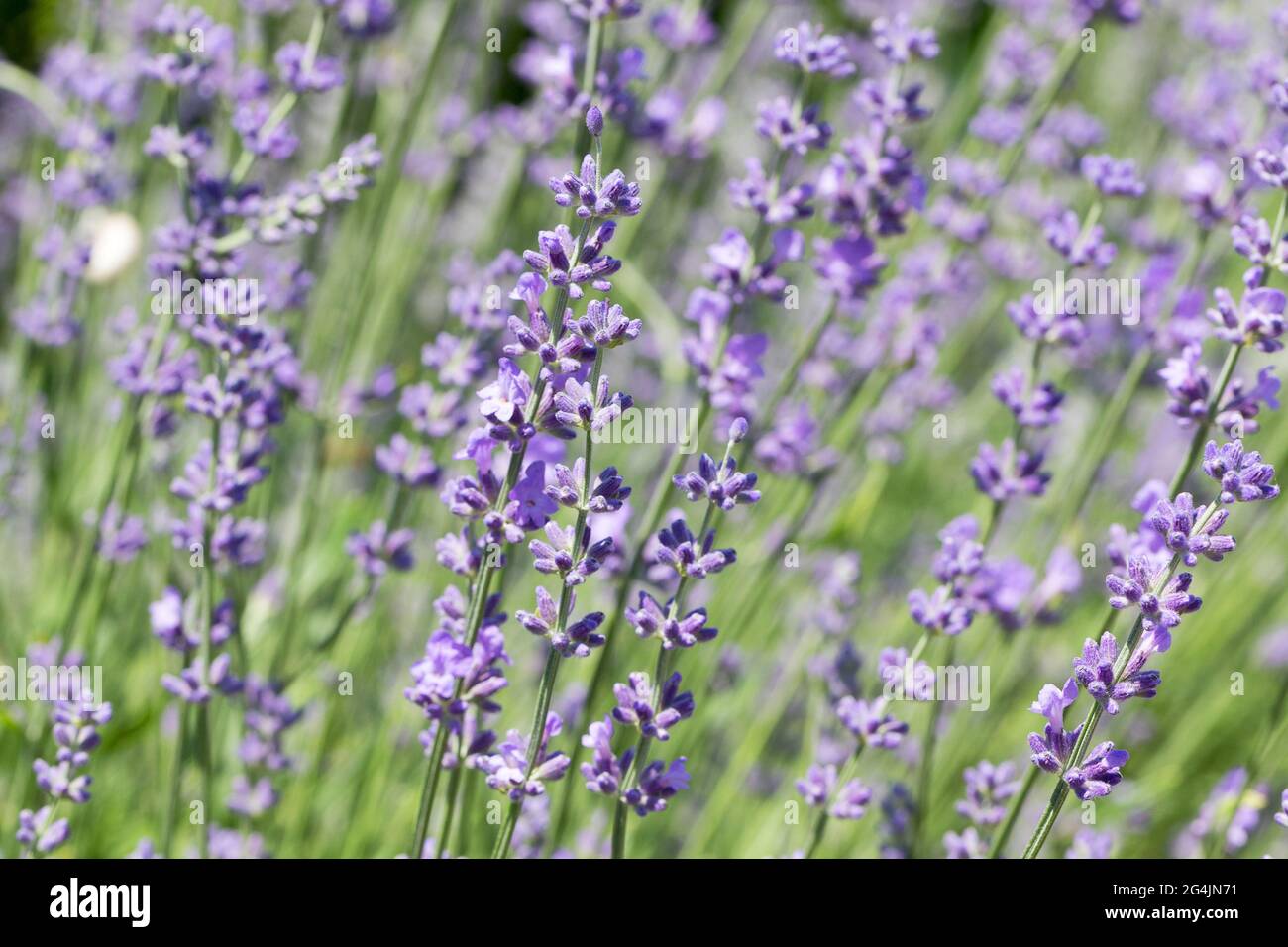 Blühende Lavendel Blumen Feld Panoramablick für Sommer Hintergrund, Banner. Weicher, selektiver Fokus. Stockfoto