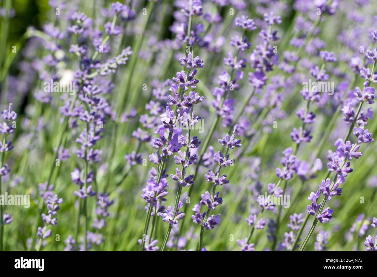 Wunderschöne Lavendelblüte. Selektiver und weicher Fokus auf Lavendelblüten. Lavendelblüten, die im Blumengarten von Sonnenlicht beleuchtet werden Stockfoto