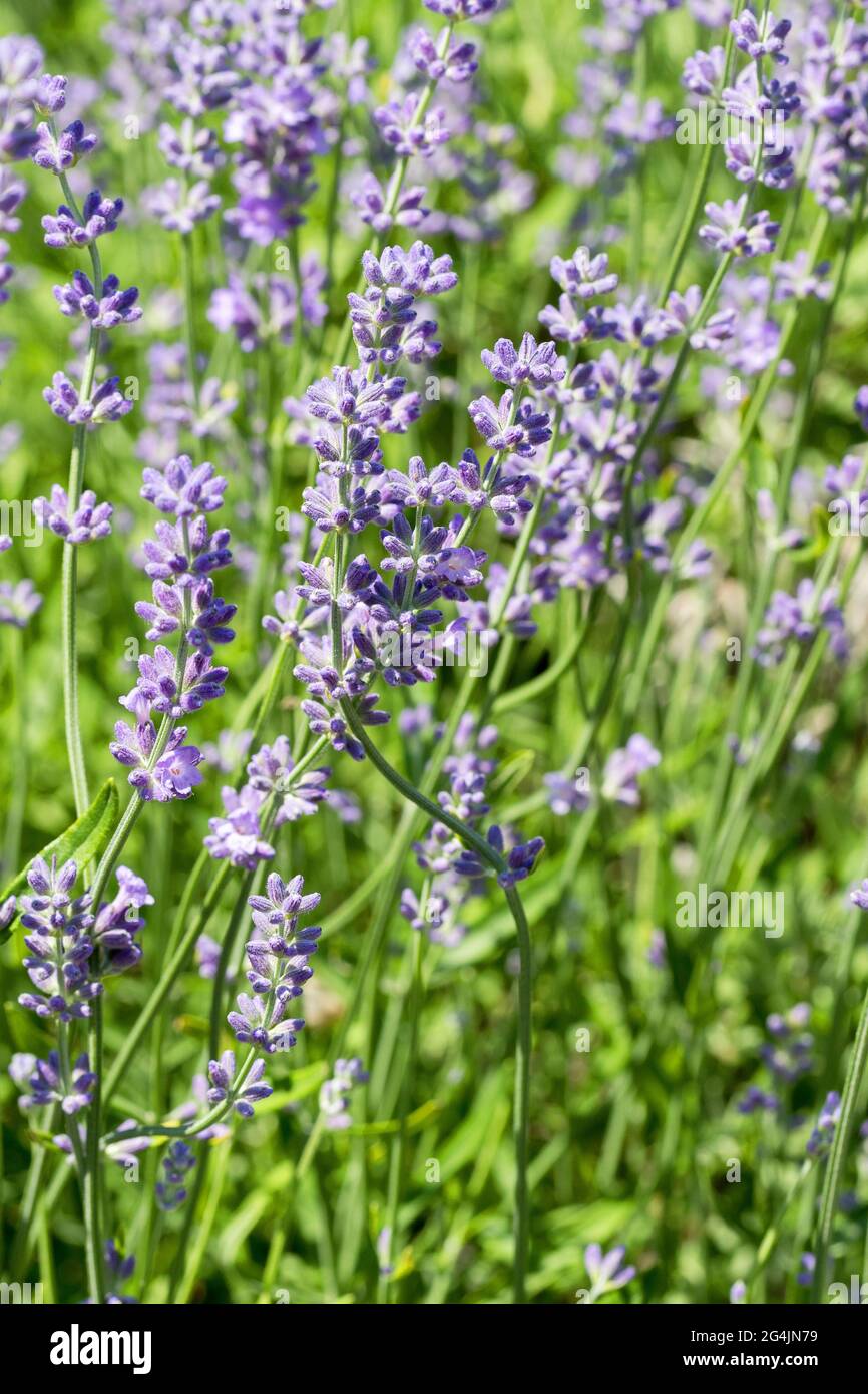 Wunderschöne Lavendelblüte. Selektiver und weicher Fokus auf Lavendelblüten. Lavendelblüten, die im Blumengarten von Sonnenlicht beleuchtet werden Stockfoto