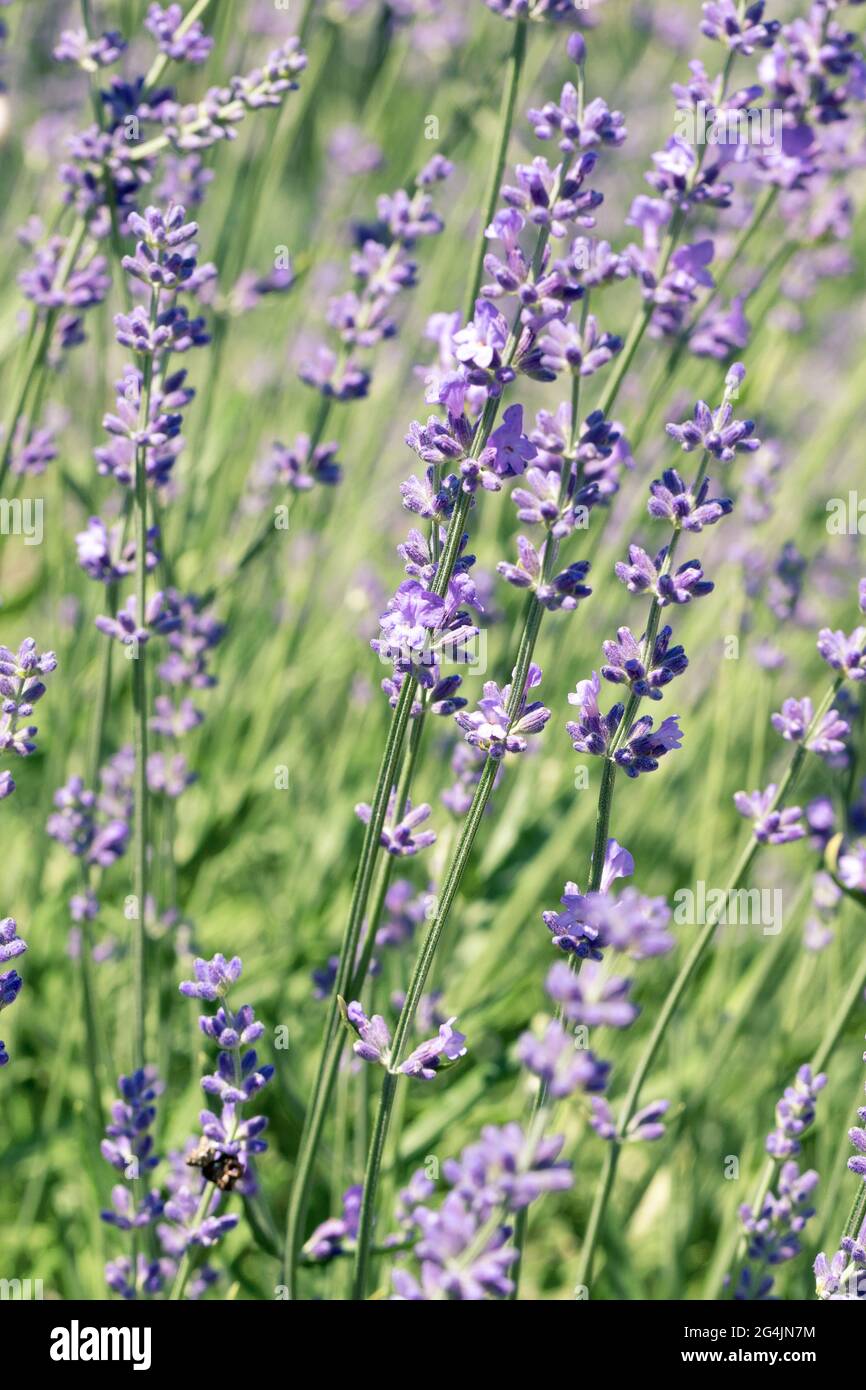 Selektiver Fokus auf lila Lavendelblüten auf unscharfem Hintergrund. Hintergrund in Pastellfarben. Weiches, verträumtes Tragegefühl. Stockfoto