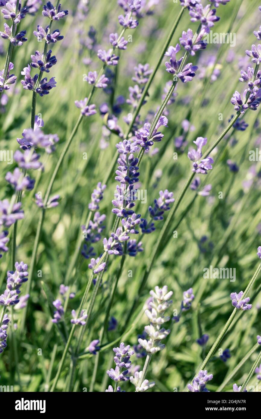 Selektiver Fokus auf lila Lavendelblüten auf unscharfem Hintergrund. Hintergrund in Pastellfarben. Weiches, verträumtes Tragegefühl. Stockfoto