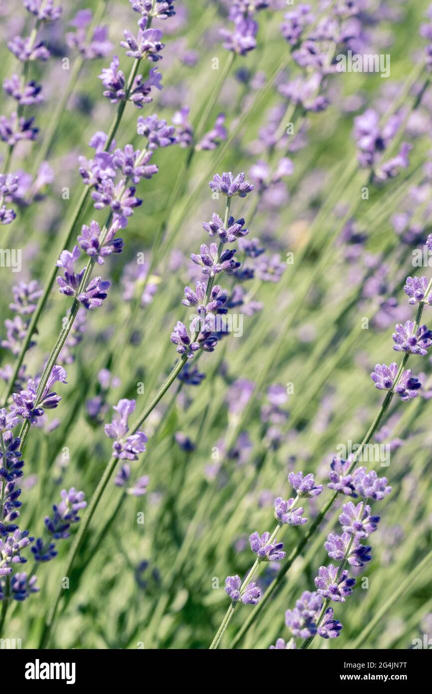 Selektiver Fokus auf lila Lavendelblüten auf unscharfem Hintergrund. Hintergrund in Pastellfarben. Weiches, verträumtes Tragegefühl. Stockfoto