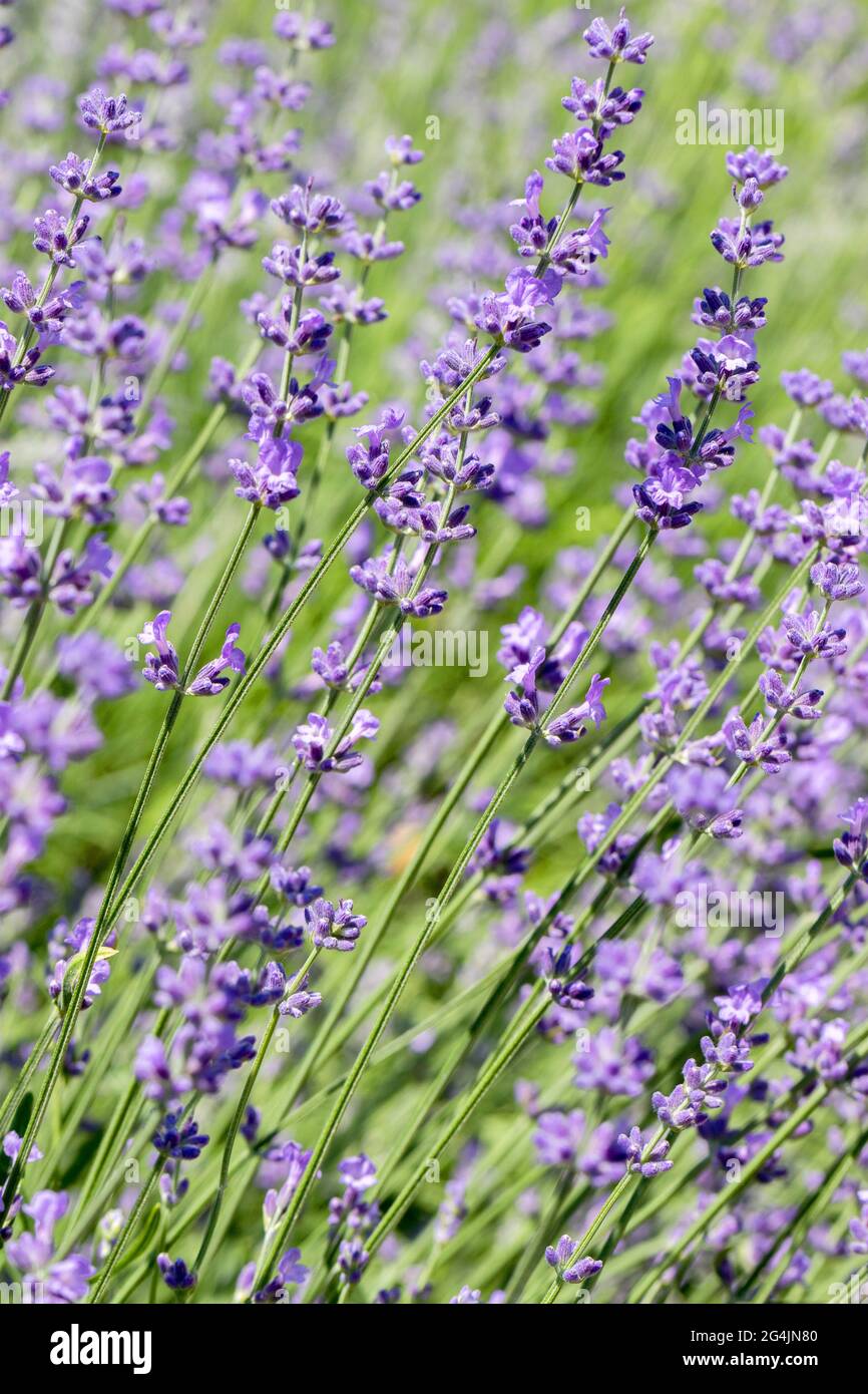Wunderschöne Lavendelblüte. Selektiver und weicher Fokus auf Lavendelblüten. Lavendelblüten, die im Blumengarten von Sonnenlicht beleuchtet werden Stockfoto