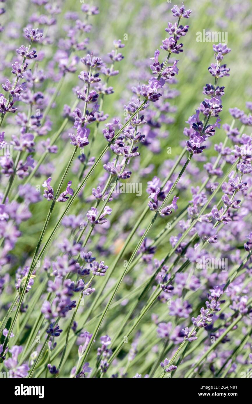 Selektiver Fokus auf lila Lavendelblüten auf unscharfem Hintergrund. Hintergrund in Pastellfarben. Weiches, verträumtes Tragegefühl. Stockfoto