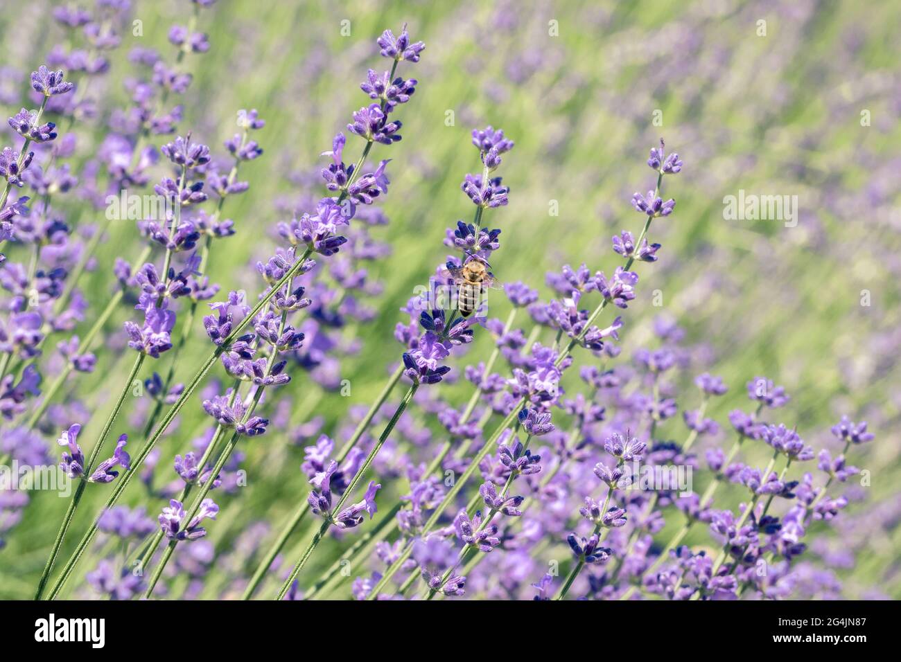 Bienen sammeln Nektar auf Lavendelblüten. Selektiver Fokus auf Frühlingsinsekten. Hintergrund in Pastellfarben. Weiches, verträumtes Tragegefühl. Stockfoto