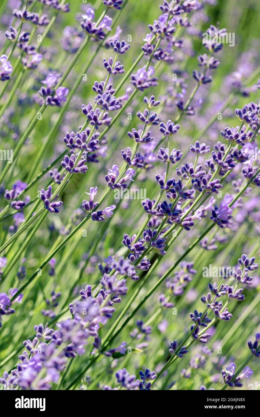 Selektiver Fokus auf lila Lavendelblüten auf unscharfem Hintergrund. Hintergrund in Pastellfarben. Weiches, verträumtes Tragegefühl. Stockfoto
